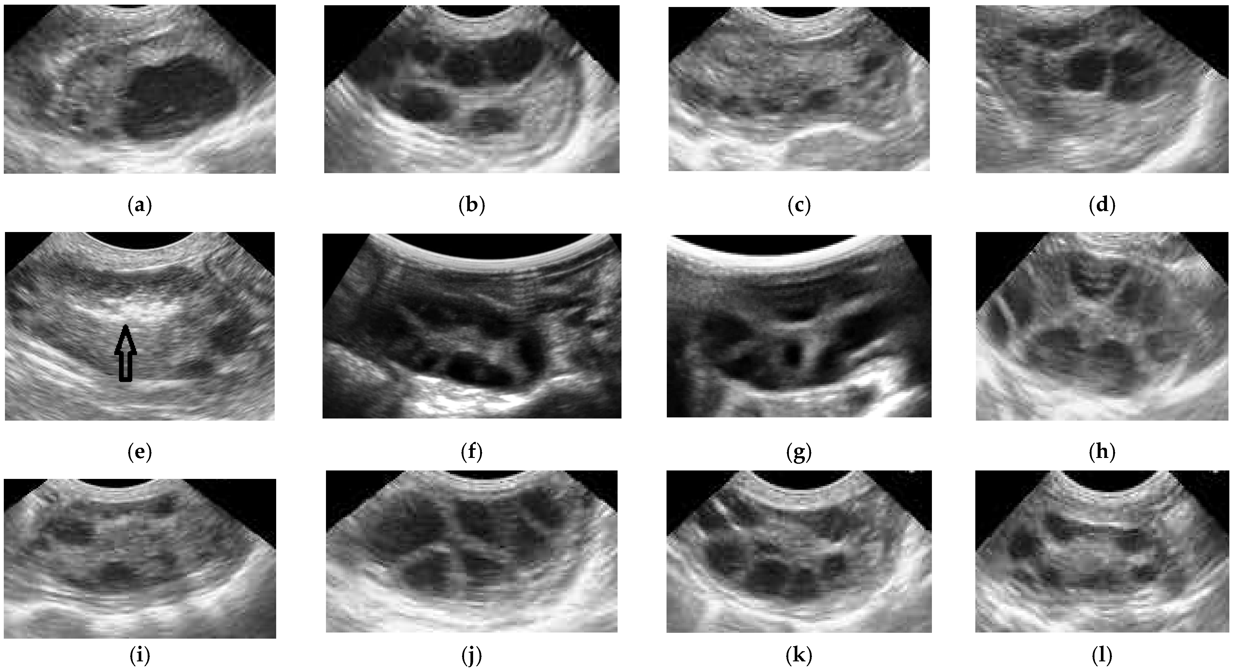 Animals 12 02618 g002