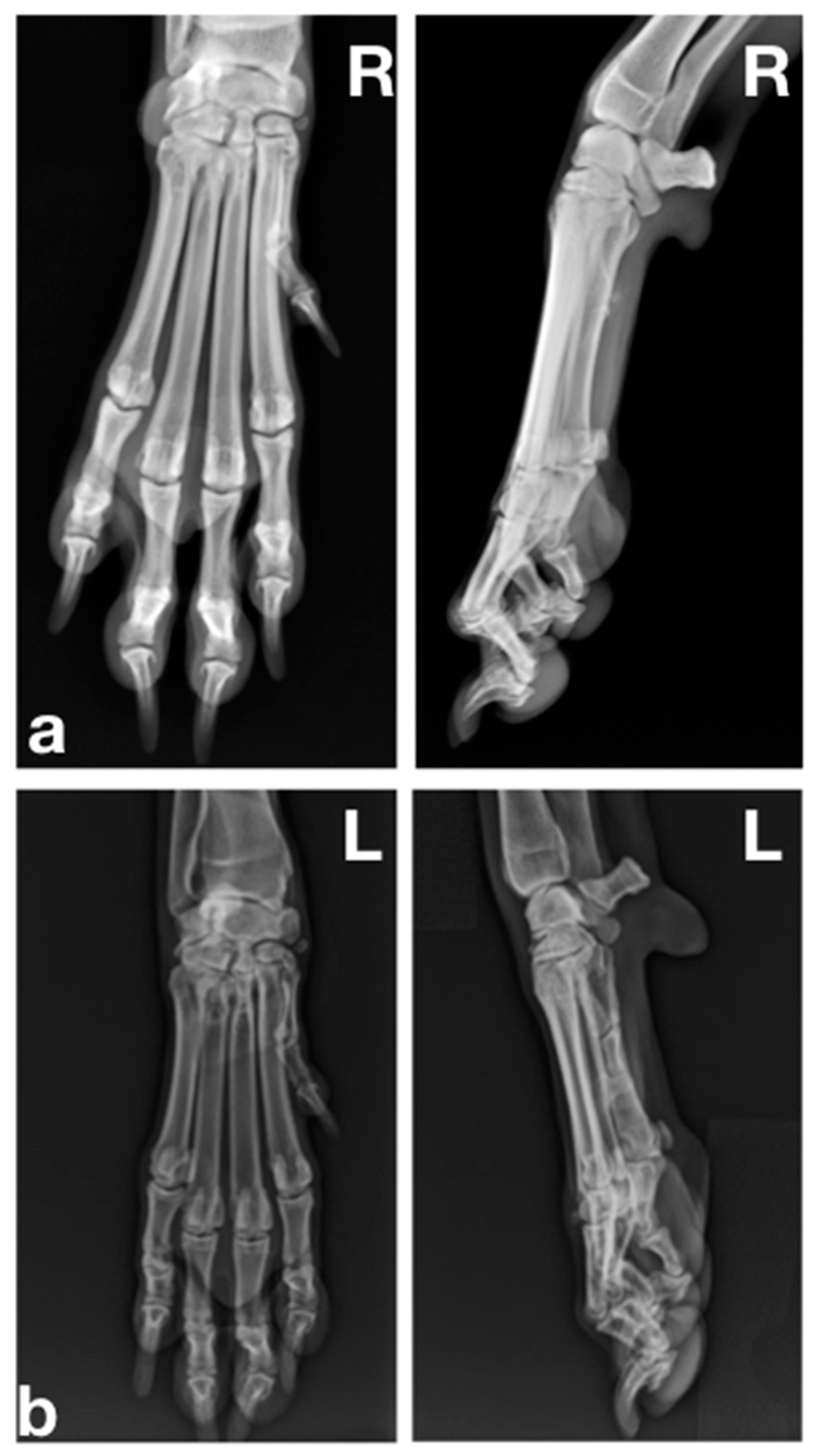 Animals 12 02619 g002a