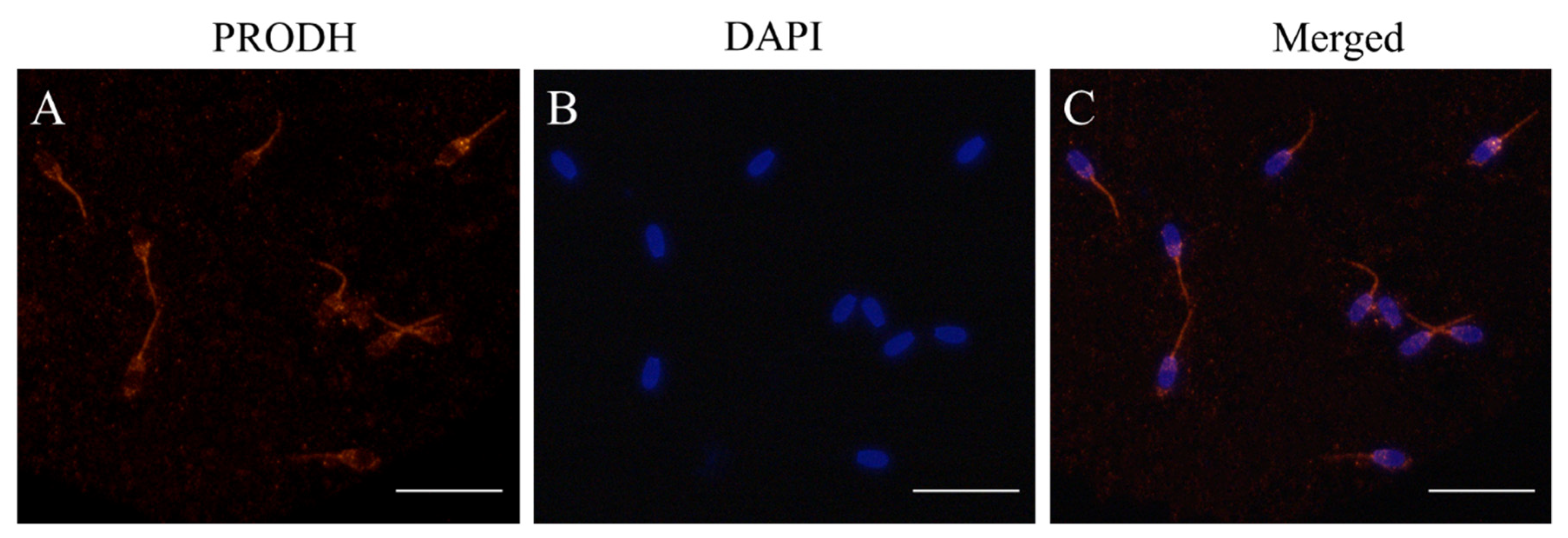 Animals 12 02626 g004 Animals 12 02626 g004