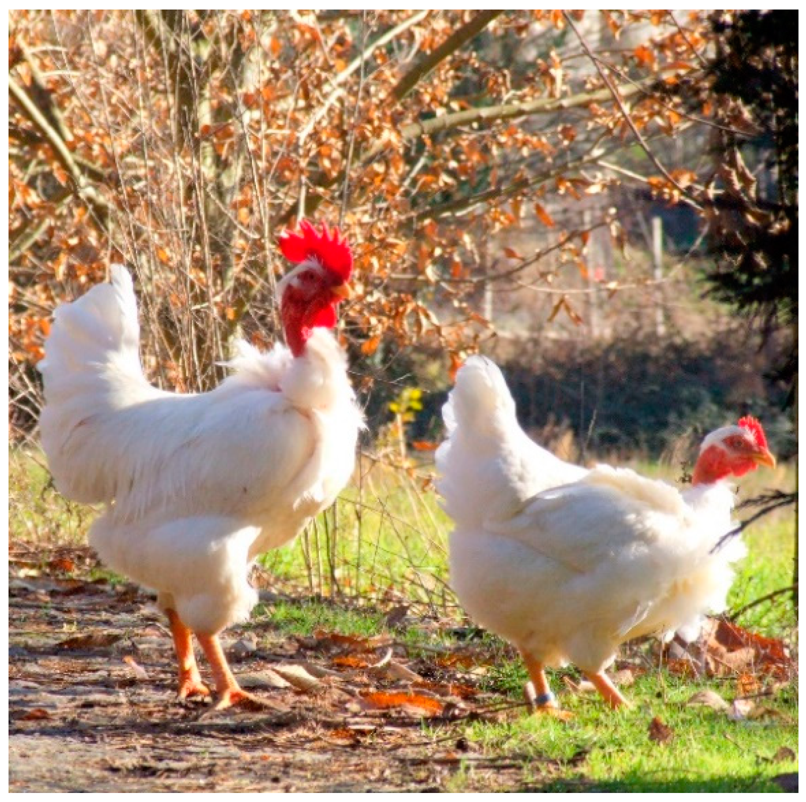 Animals | Free Full-Text | Carcass and Meat Quality Traits of Males and  Females of the “Branca” Portuguese Autochthonous Chicken Breed
