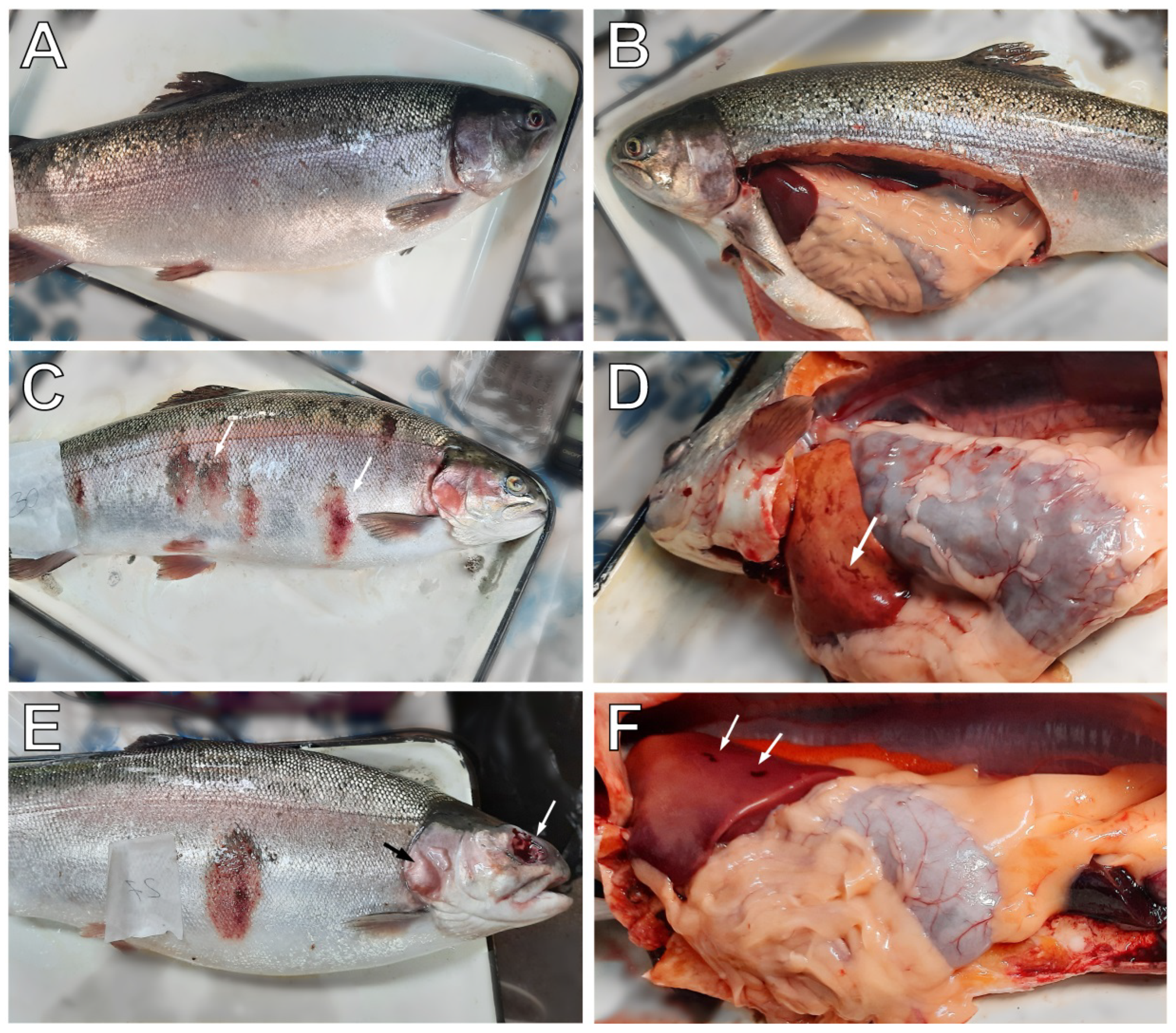 Animals 12 02642 g001