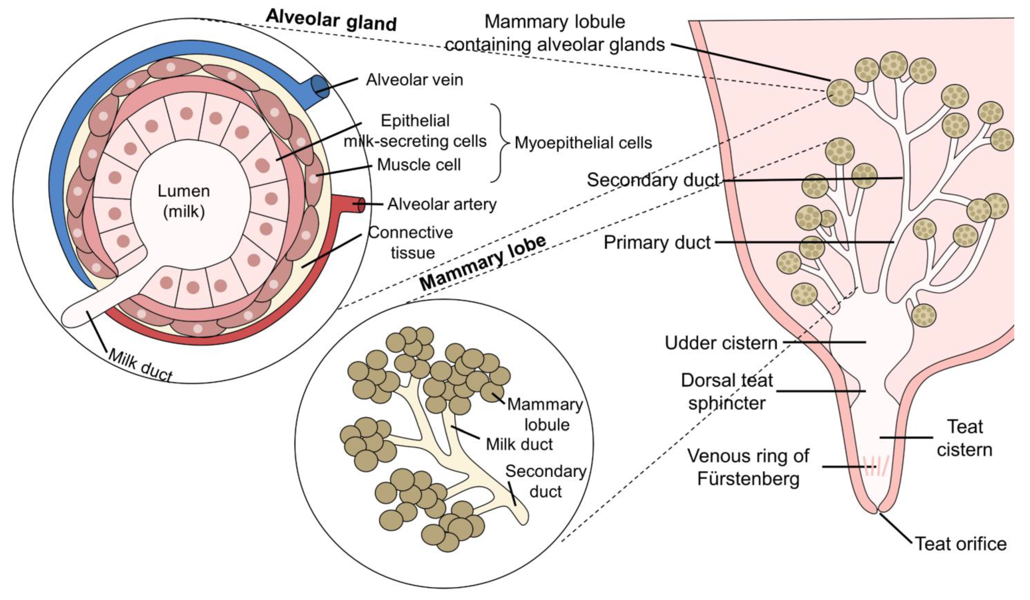 Animals 12 02649 g002 Animals 12 02649 g002