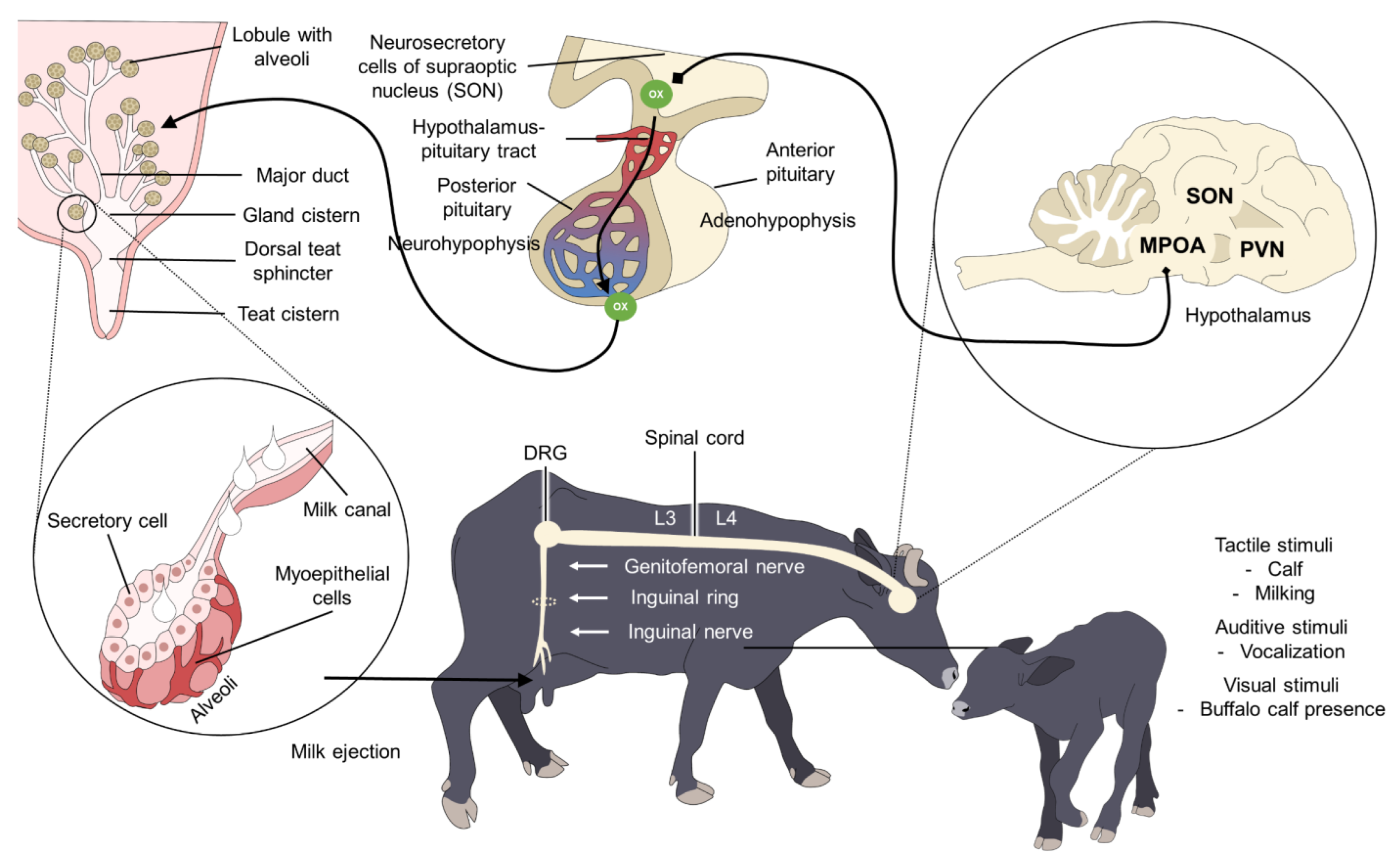 Animals 12 02649 g003 Animals 12 02649 g003
