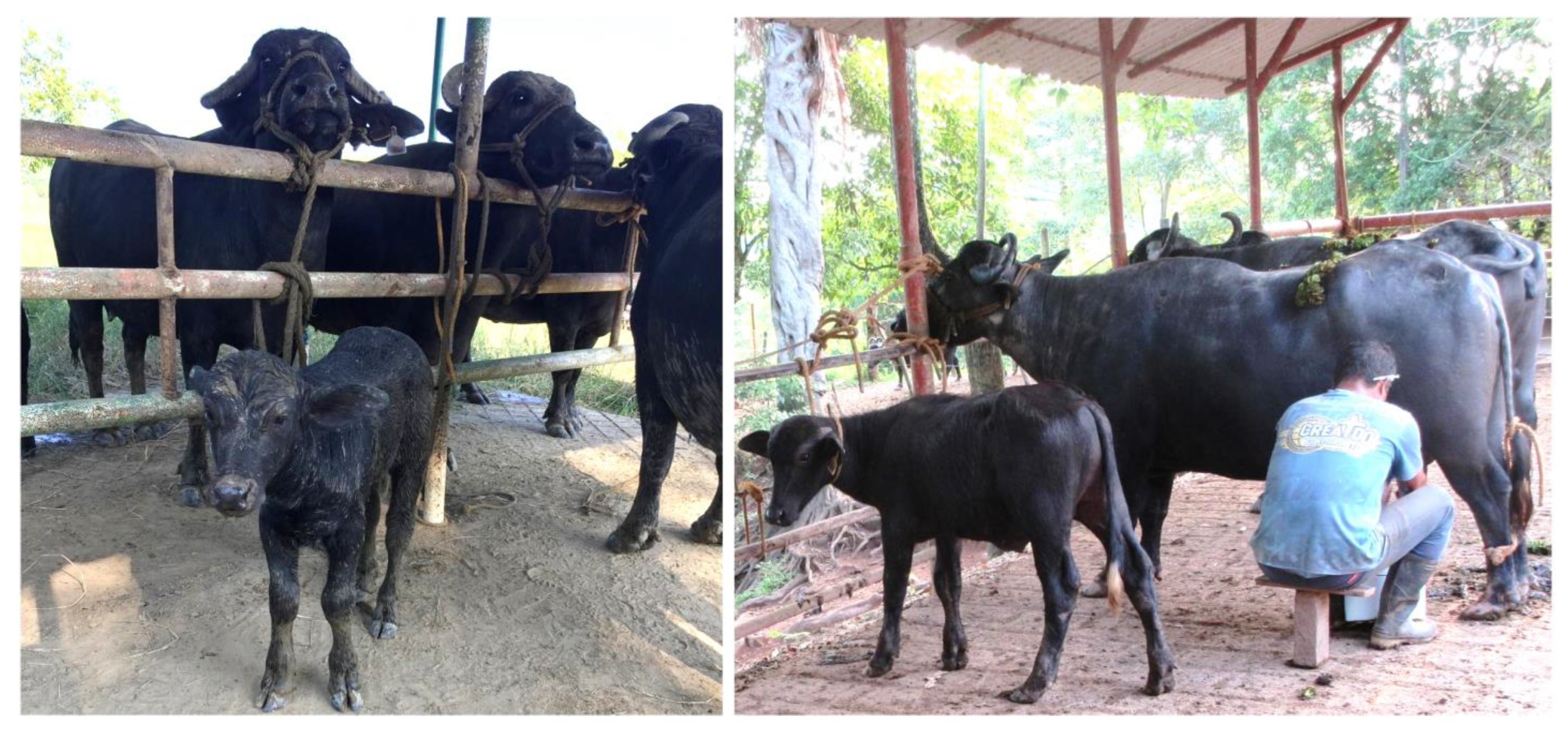 Animals 12 02649 g004 Animals 12 02649 g004