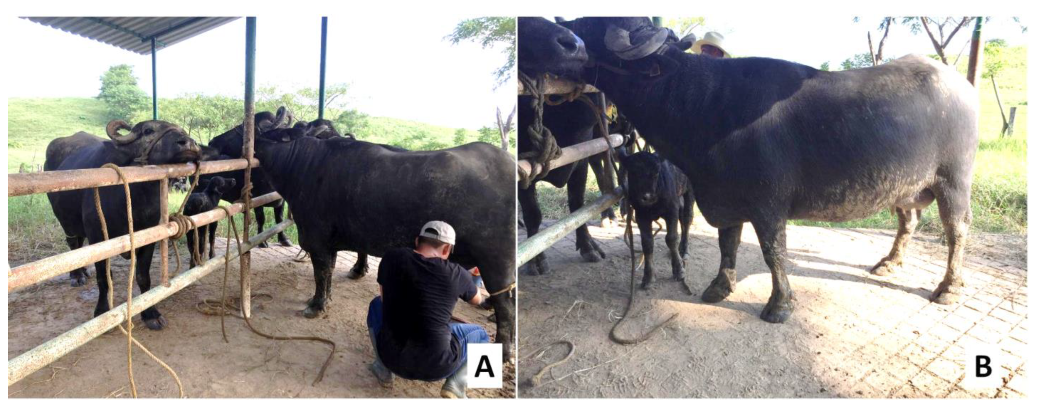 Animals 12 02649 g005 Animals 12 02649 g005