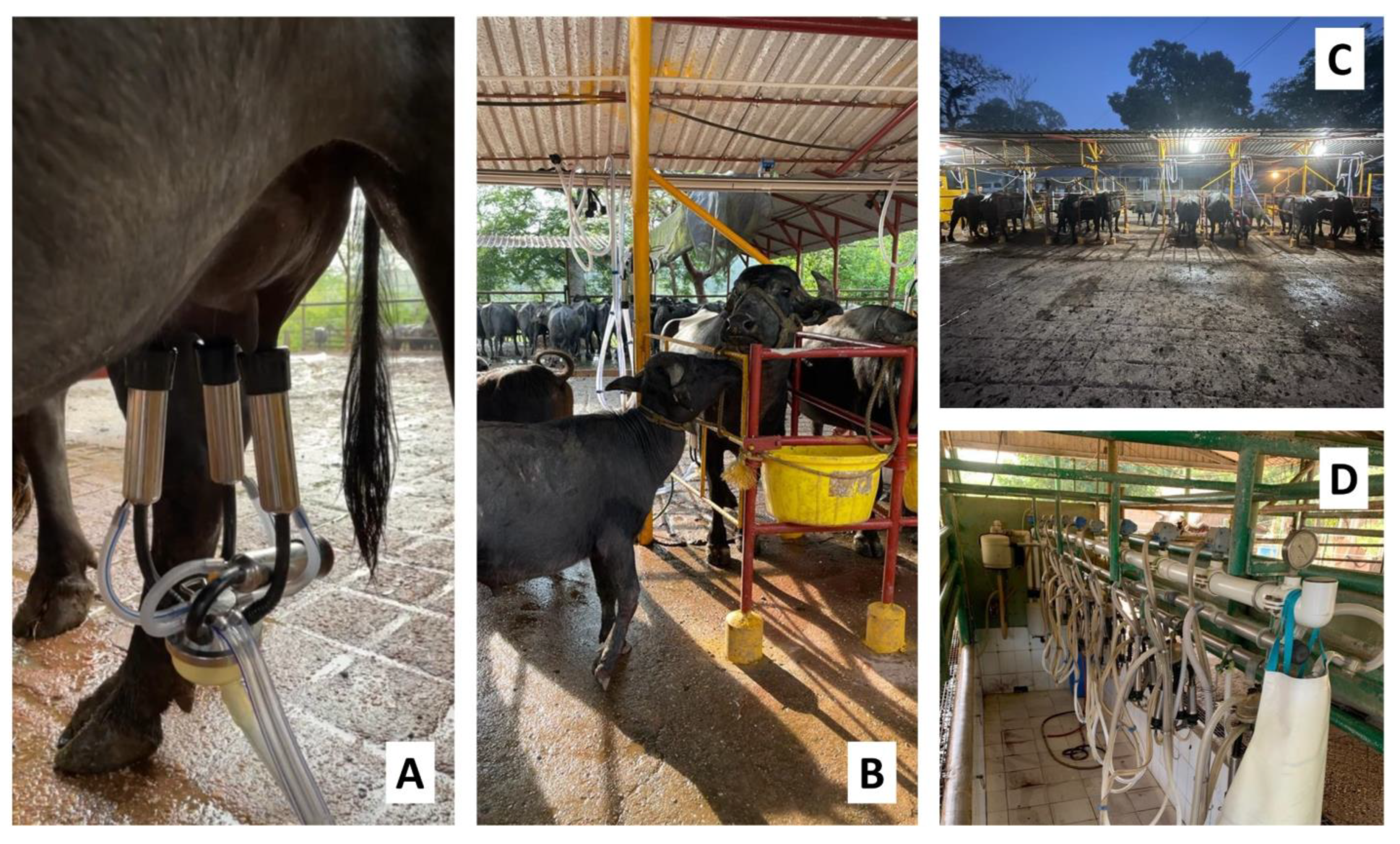 Animals 12 02649 g006 Animals 12 02649 g006