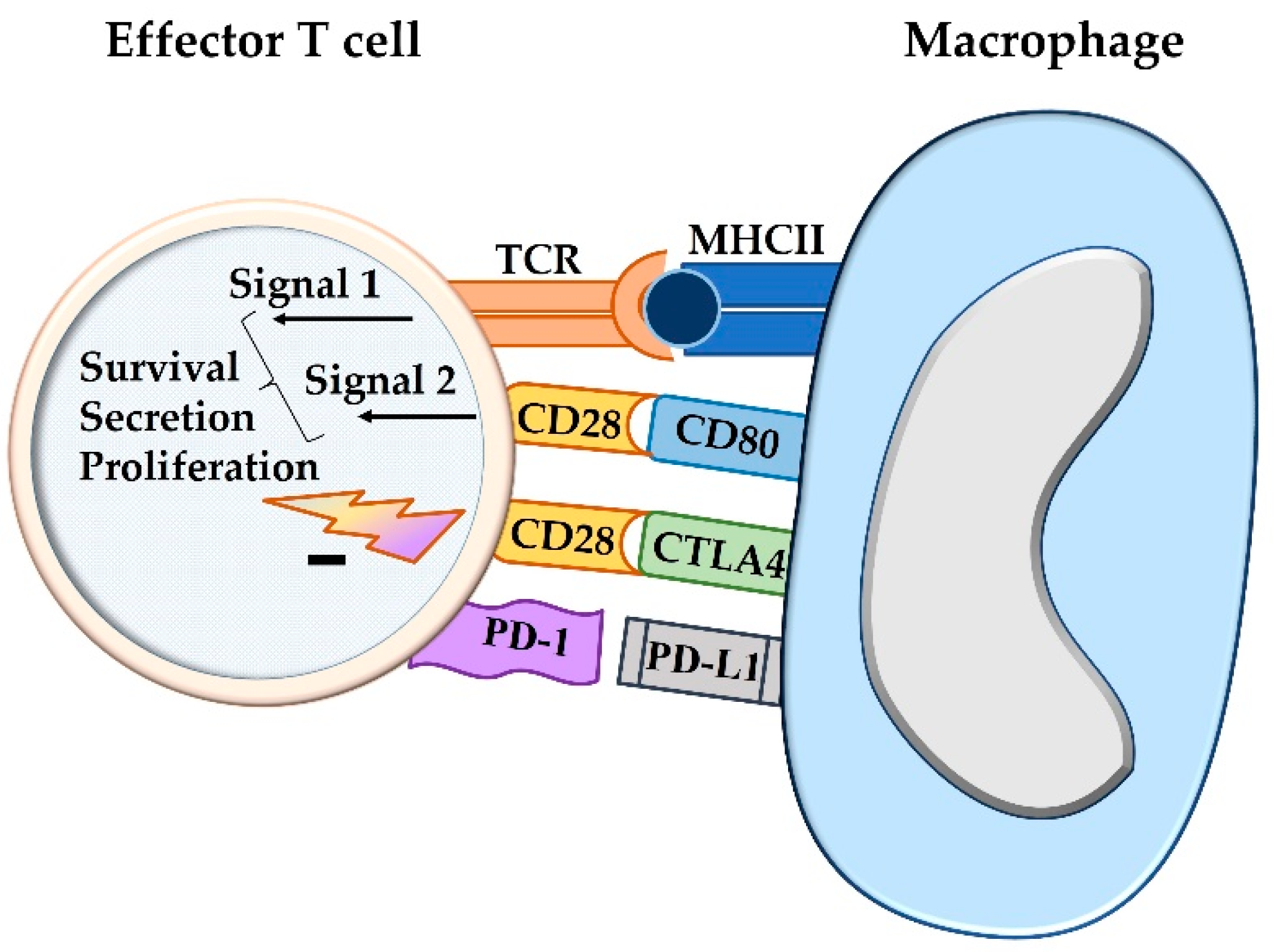 The PD 1/PD L1 Pathway: A Perspective on Comparative Immuno Oncology The PD 1/PD L1 Pathway: A Perspective on Comparative Immuno Oncology