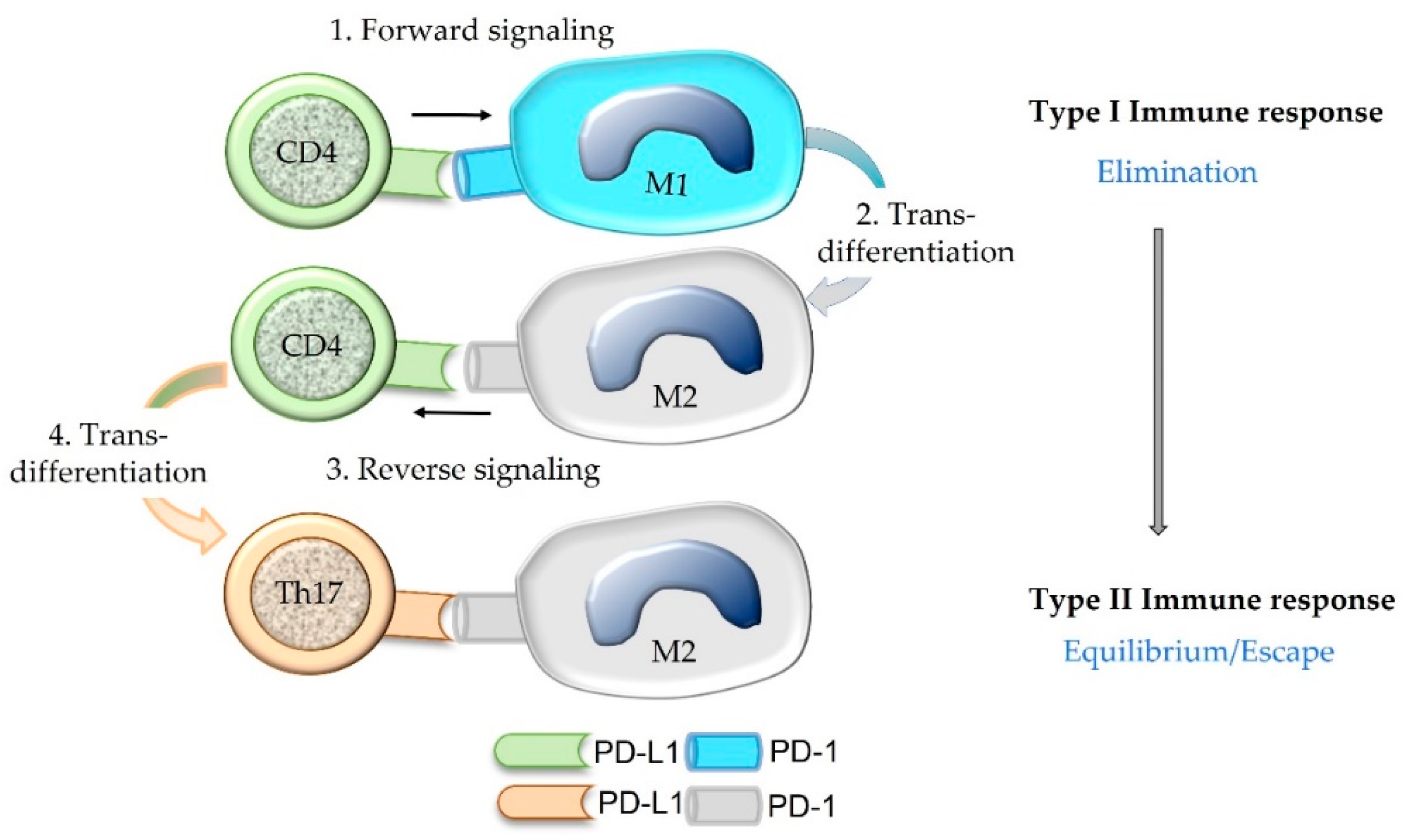 Animals Free FullText The PD1/PDL1 Pathway A Perspective on