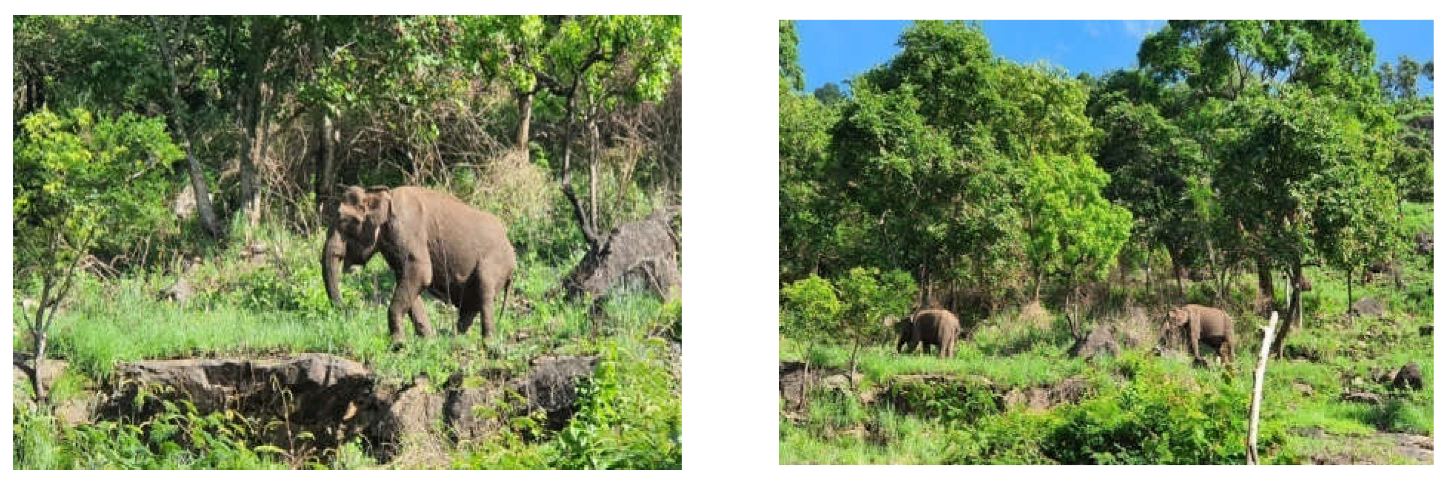 Animals 12 02668 g002