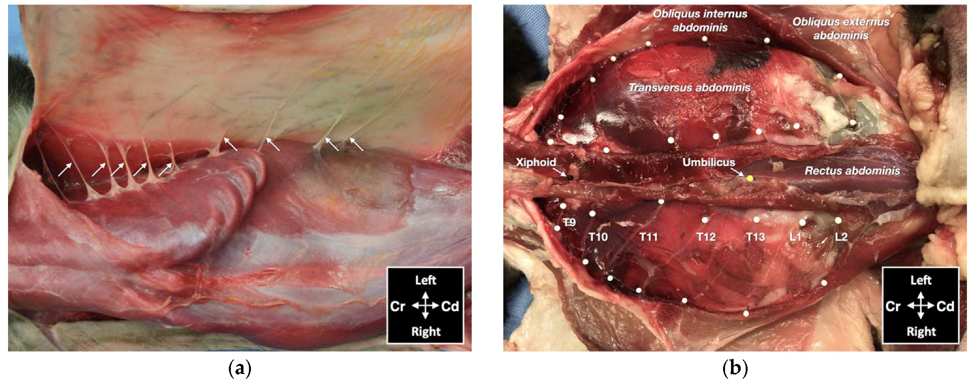 Animals 12 02674 g005