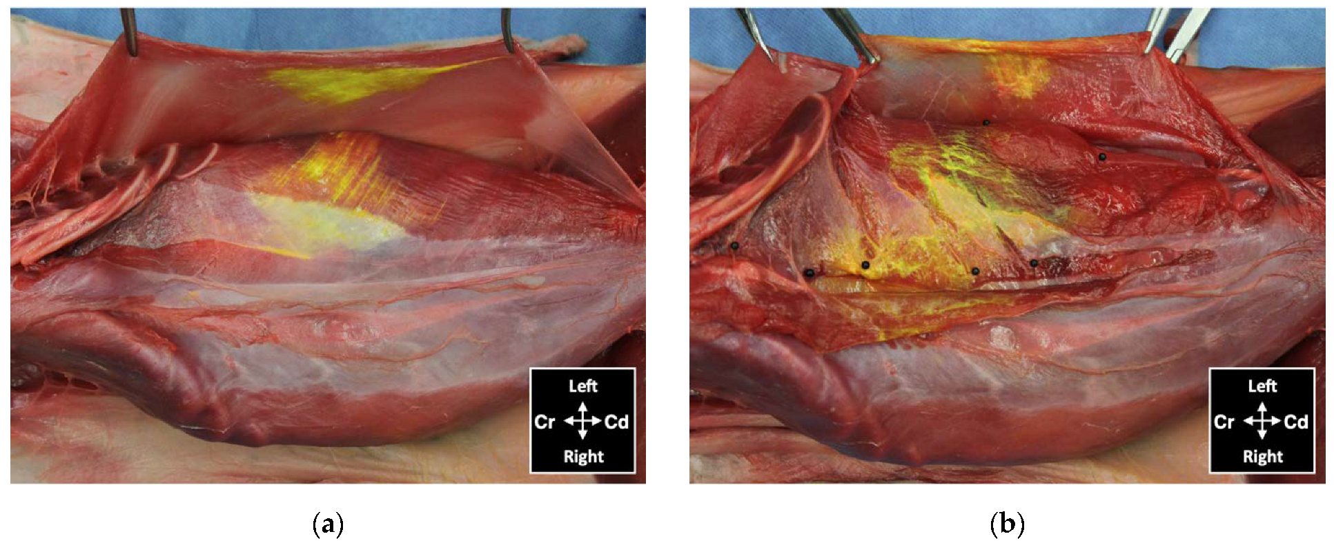 Animals 12 02674 g009