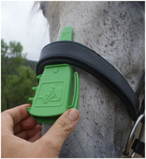 Noseband Fit Measurements and Perceptions of Canadian Equestrians