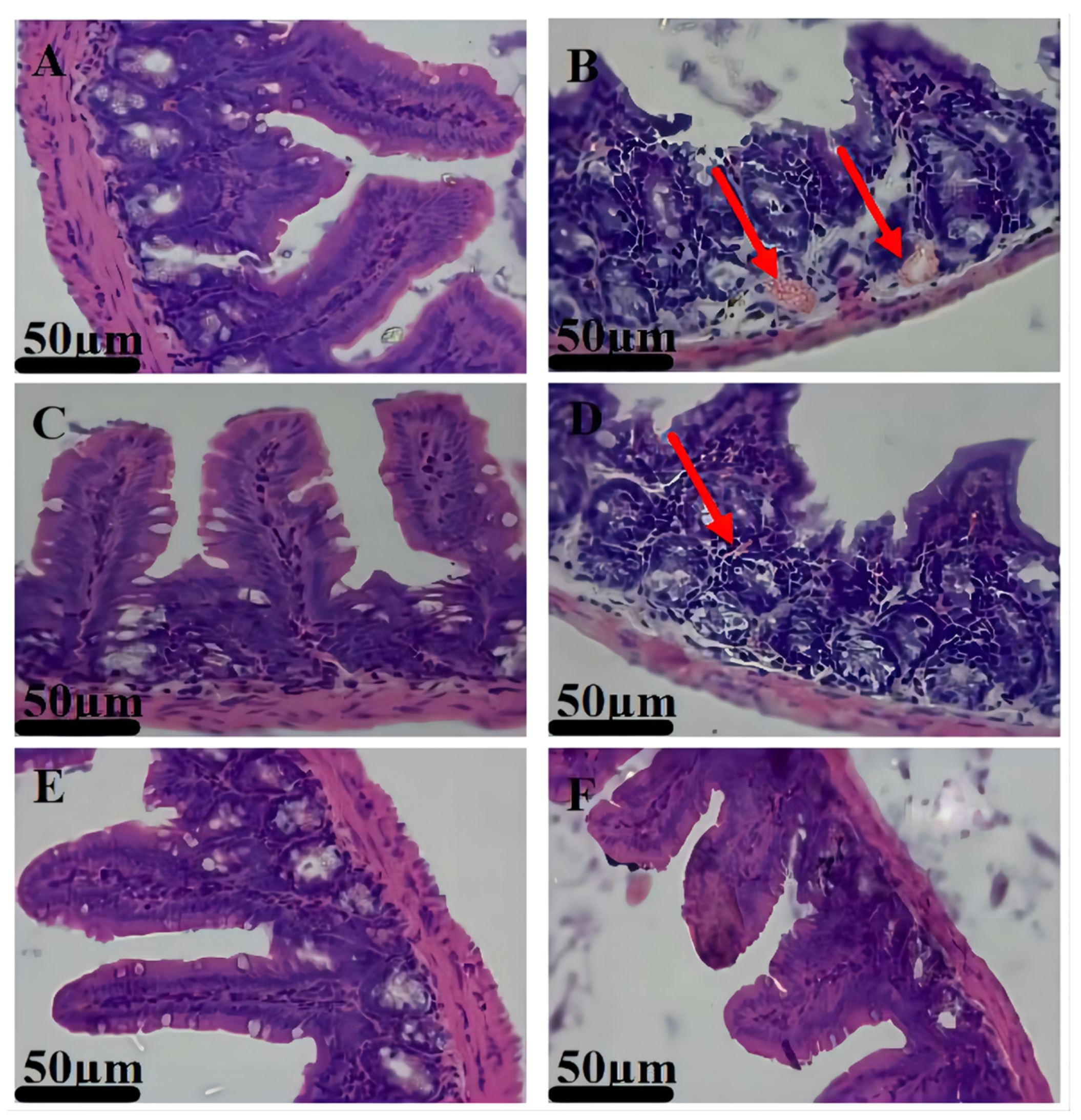 Animals 12 02701 g005 Animals 12 02701 g005