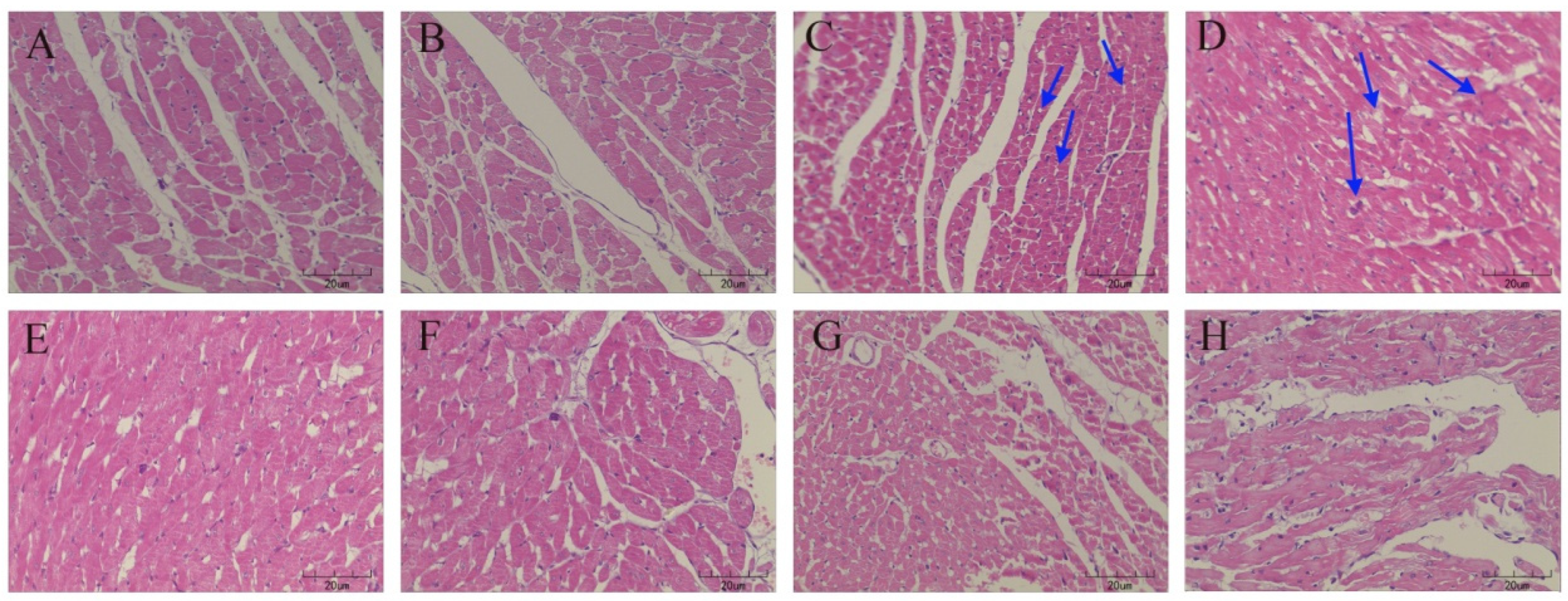 Animals 12 02703 g003