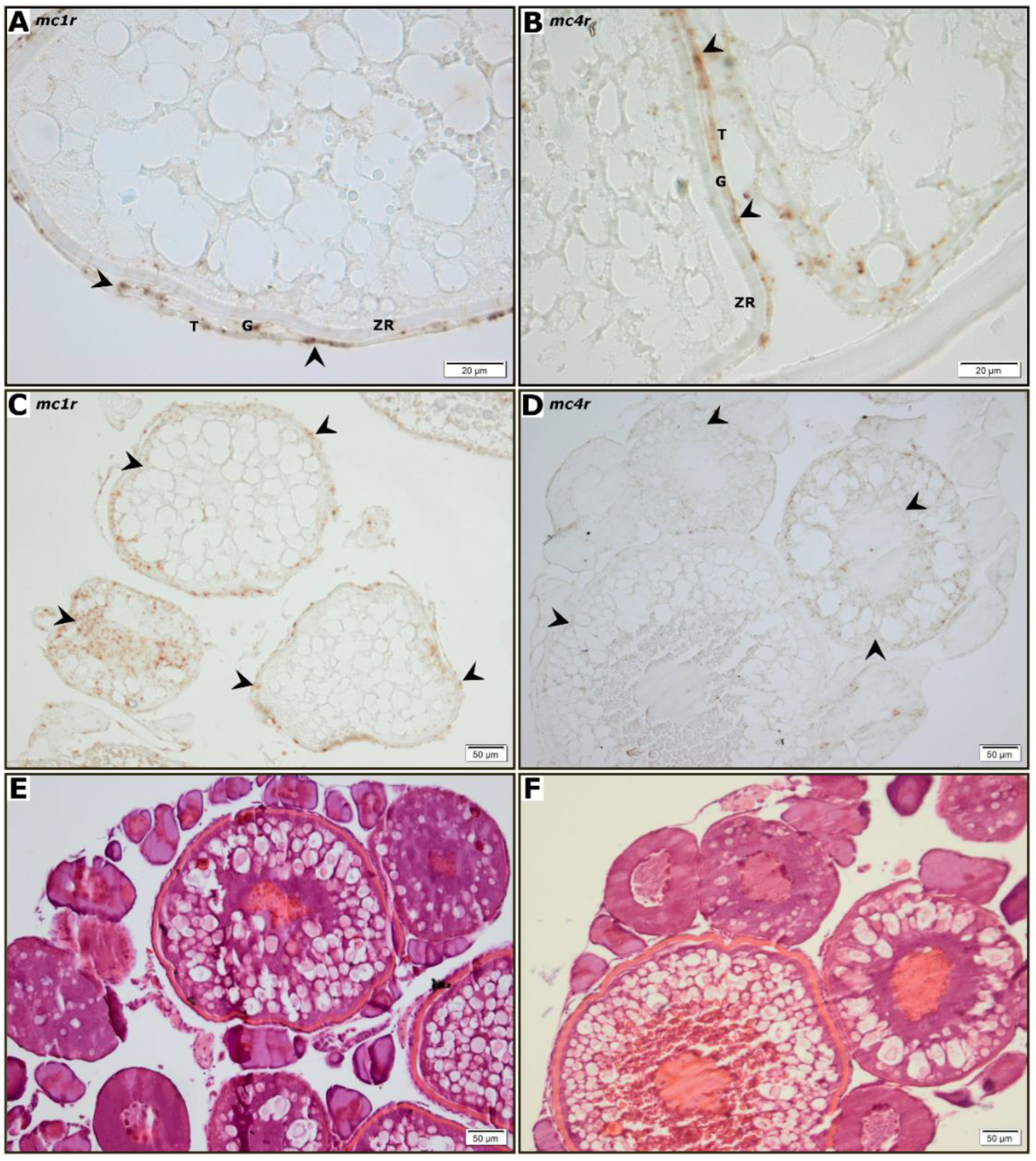 Role of the Melanocortin System in Gonadal Steroidogenesis