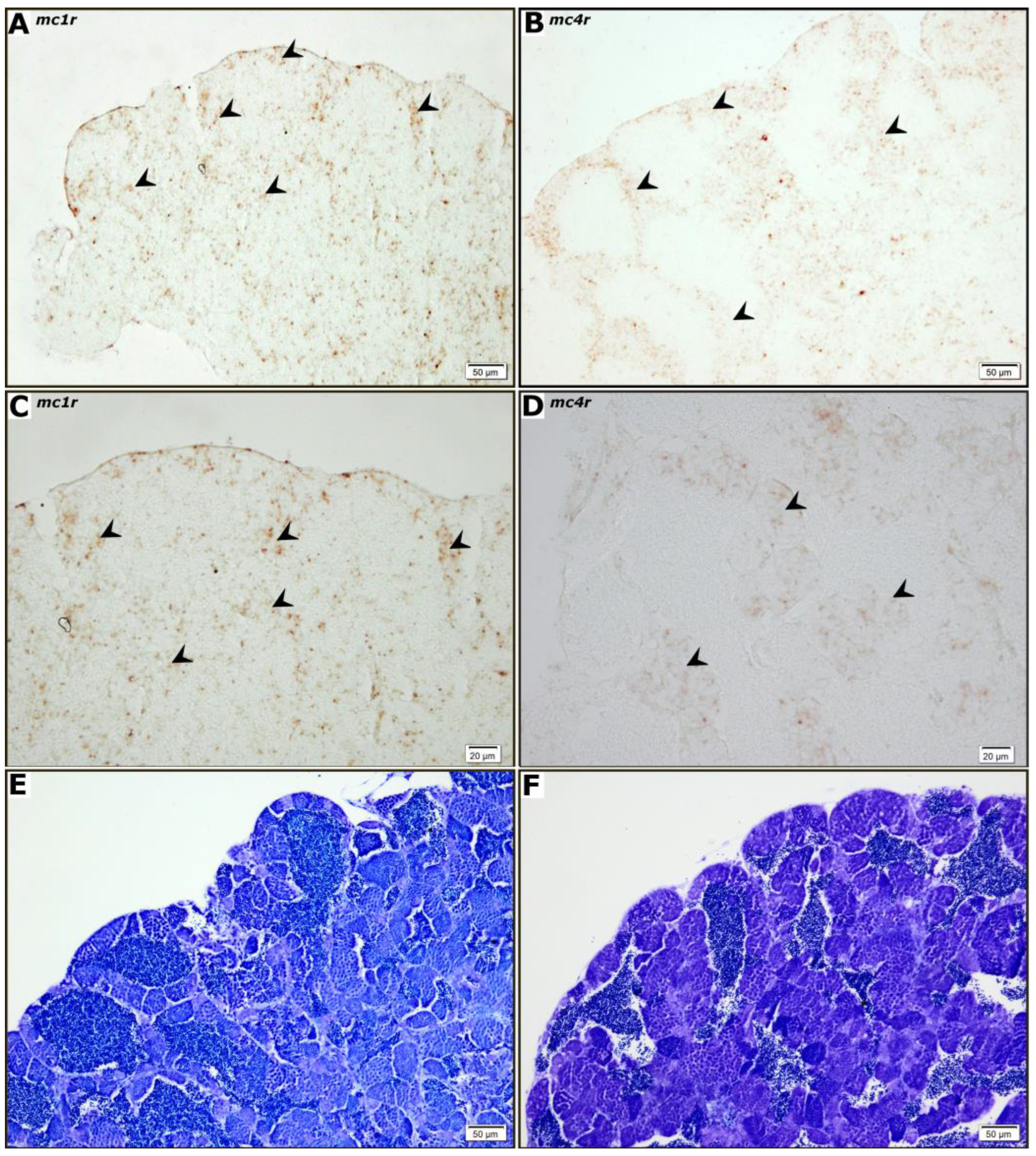 OVERDOSE
LED ピットマットミニ Role of the Melanocortin System in Gonadal Steroidogenesis