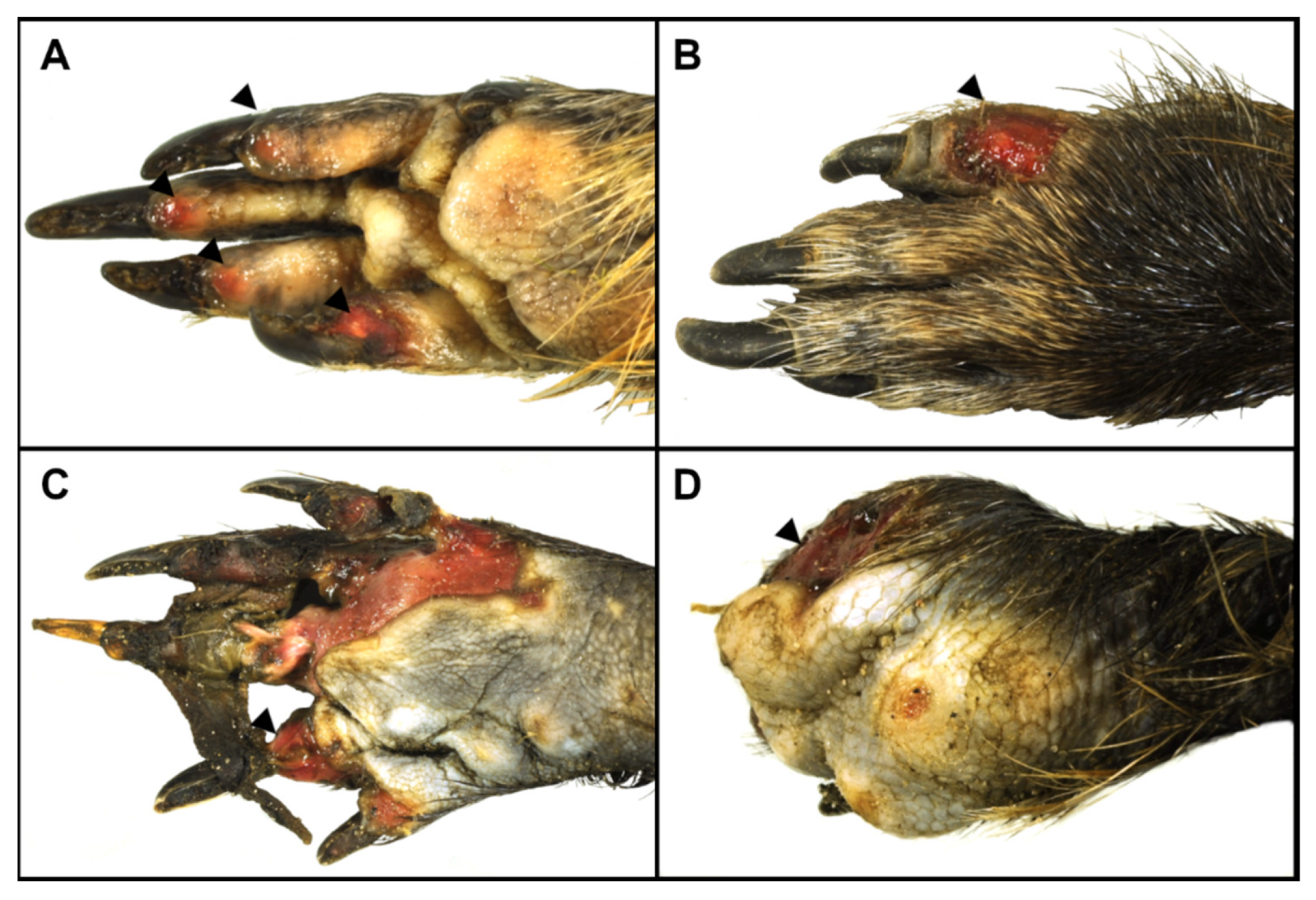 Animals 12 02777 g002