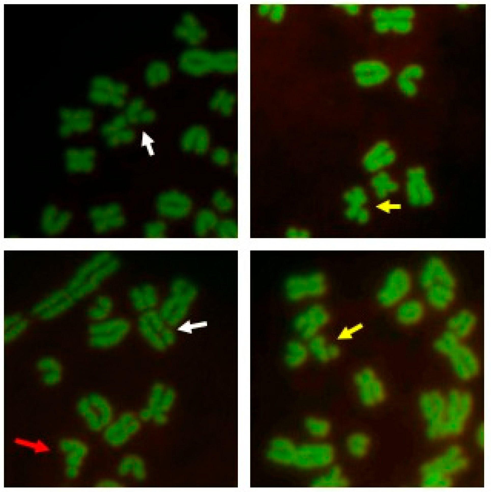 Animals 12 02817 g002