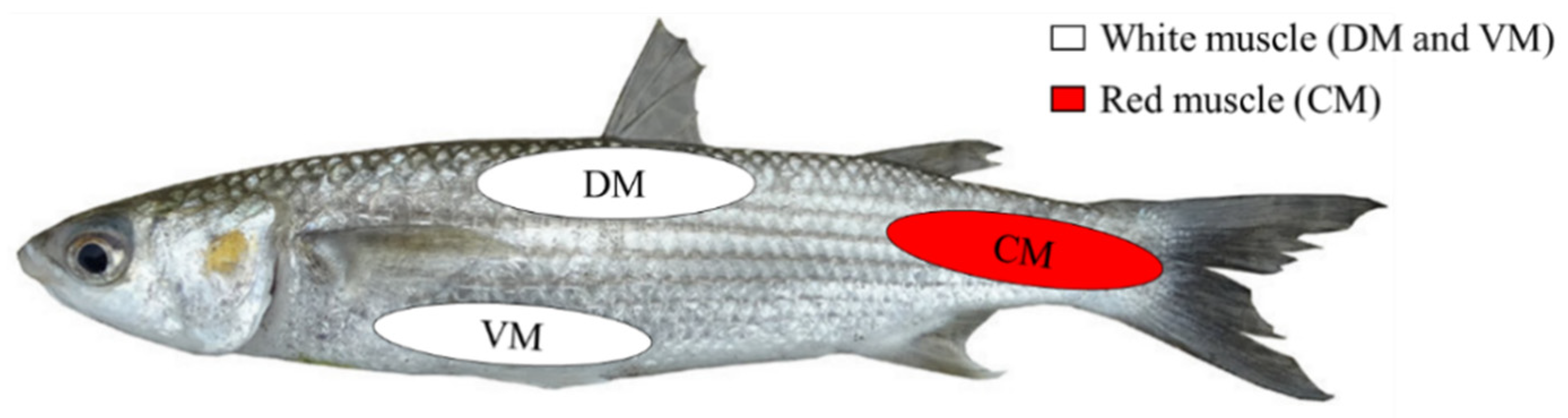 Animals 12 02819 g002 Animals 12 02819 g002