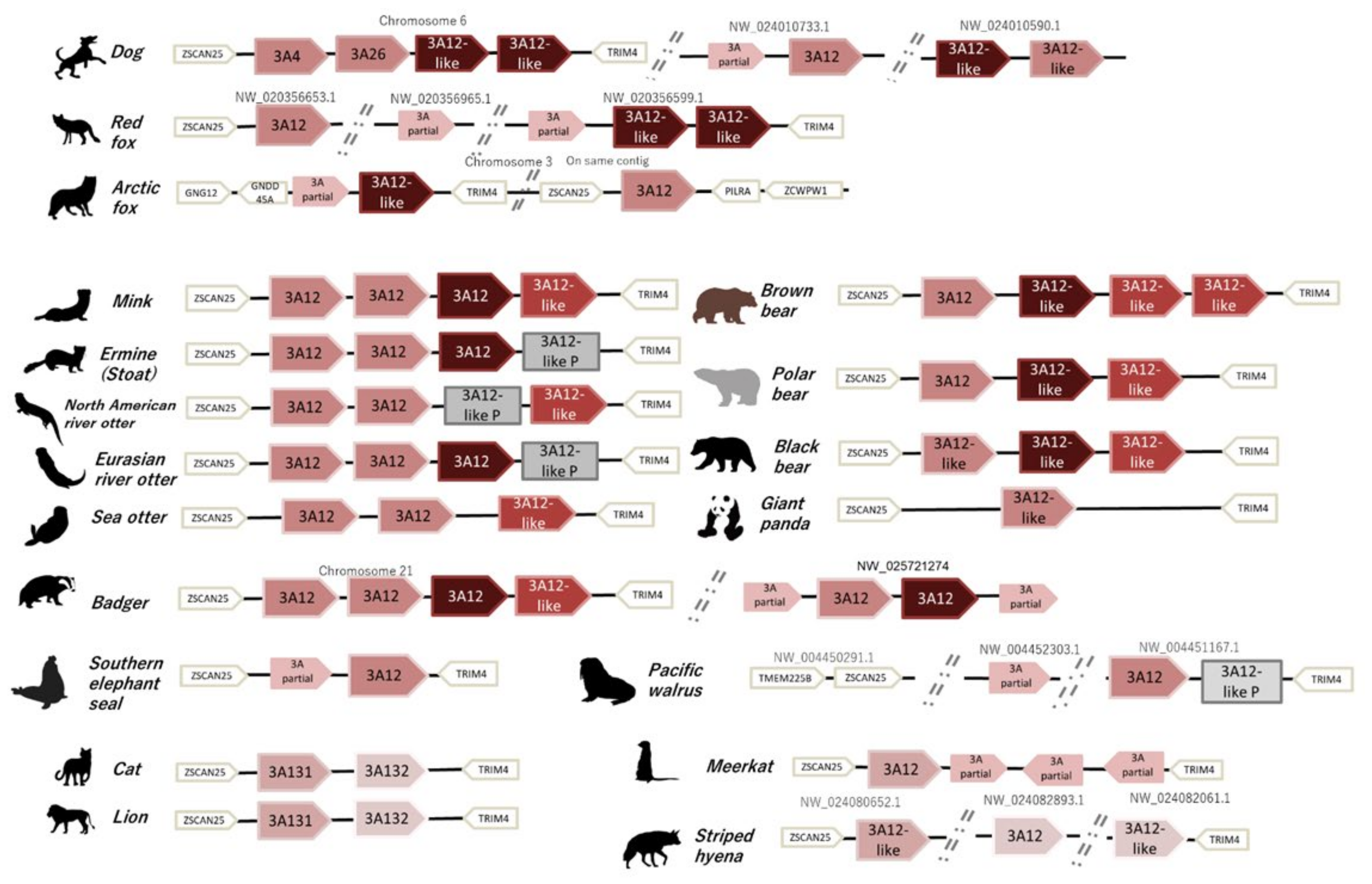 動物病理学各論 = Systemic animal pathology Pathology of Laboratory Rodents and Rabbits: 9781118824245