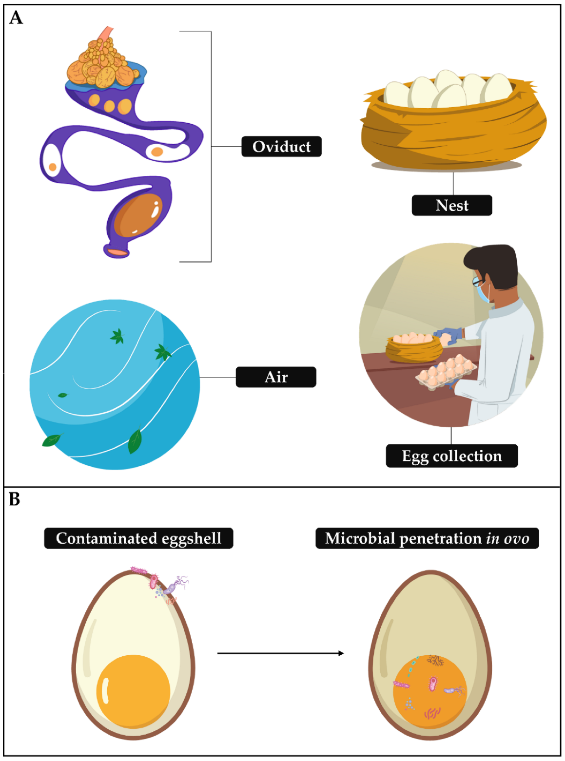 Animals | Free Full-Text | Effects of Sanitizers on Microbiological Control of Hatching Eggshells and Poultry Health during Embryogenesis and Early Stages after Hatching in the Last Decade Animals | Free Full-Text | Effects of Sanitizers on Microbiological Control of Hatching Eggshells and Poultry Health during Embryogenesis and Early Stages after Hatching in the Last Decade