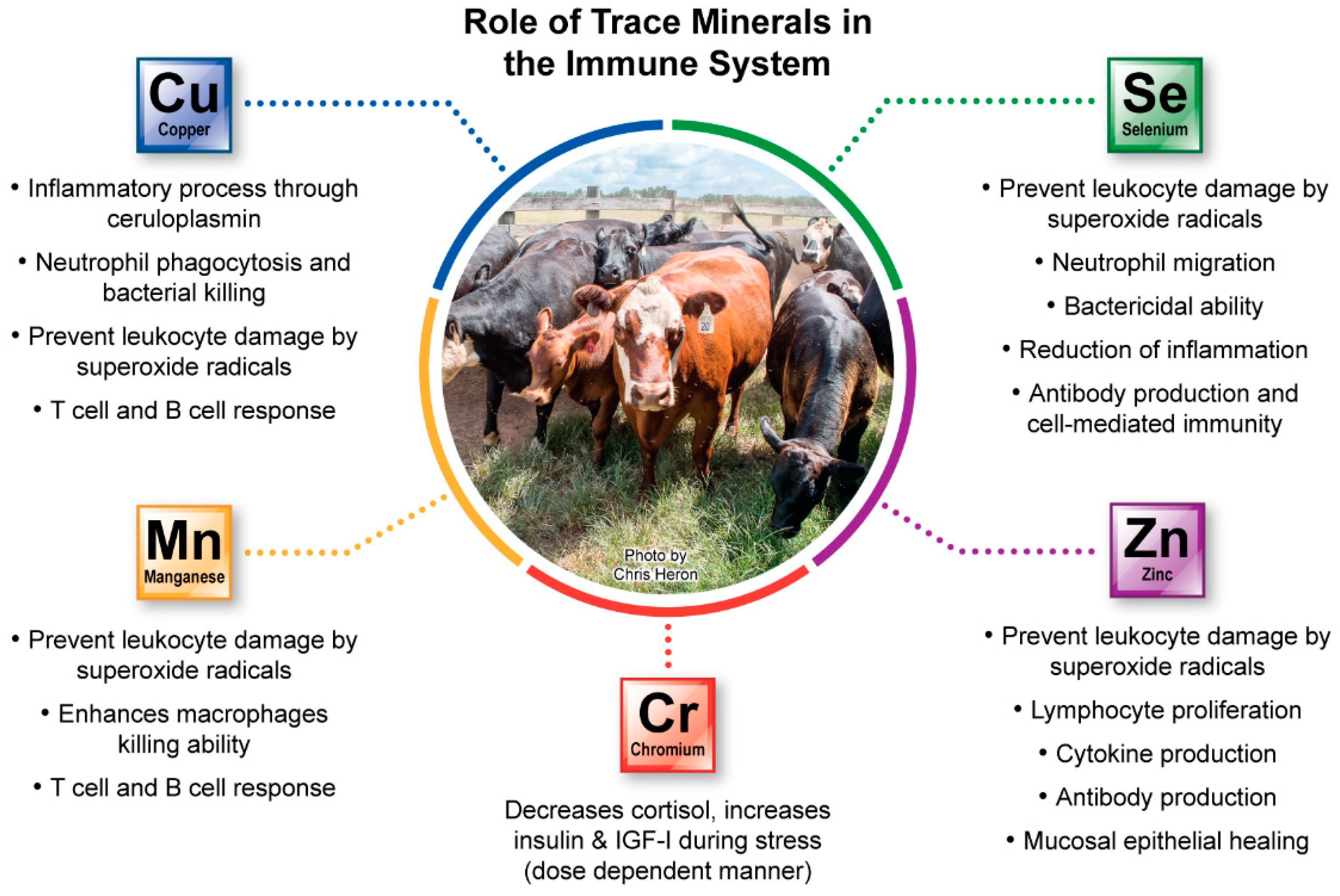 Animals Free FullText Trace Minerals Supplementation with Great