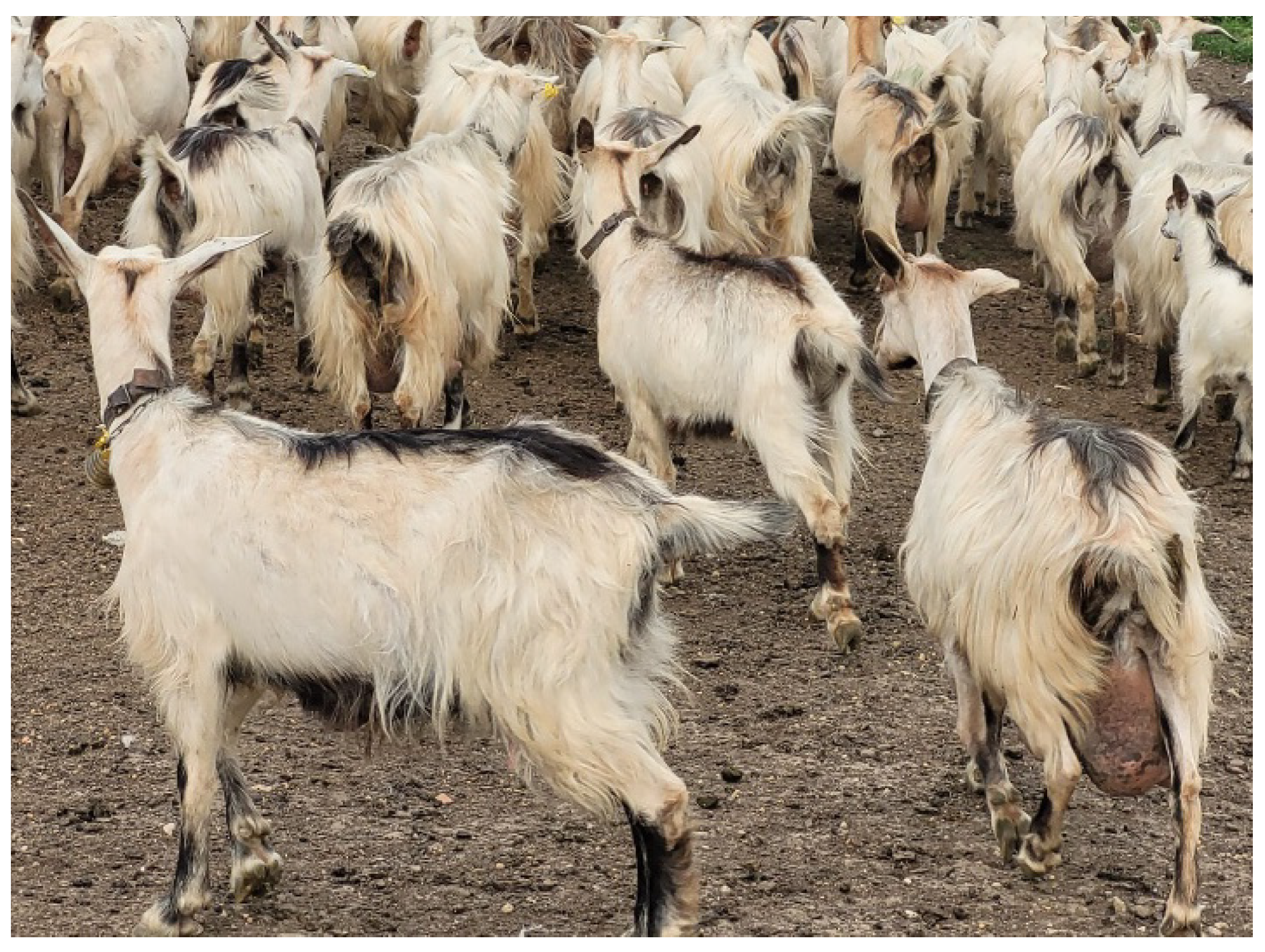 Animals 12 02840 g001