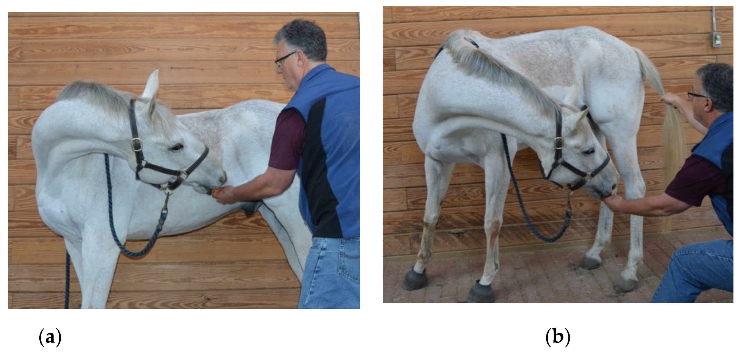 Animals 12 02845 g002