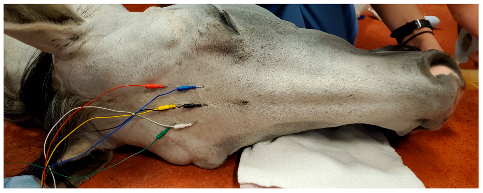 Animals 12 02851 g001 Animals 12 02851 g001