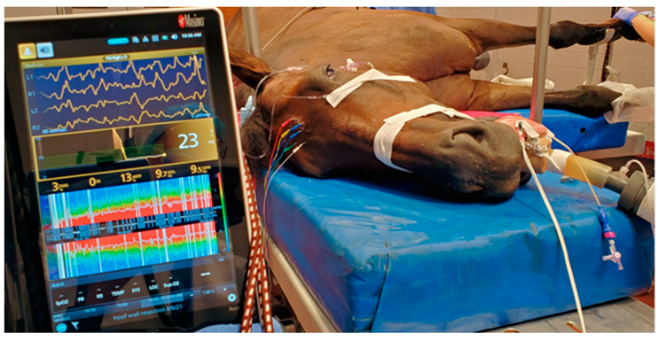 Animals 12 02851 g002 Animals 12 02851 g002