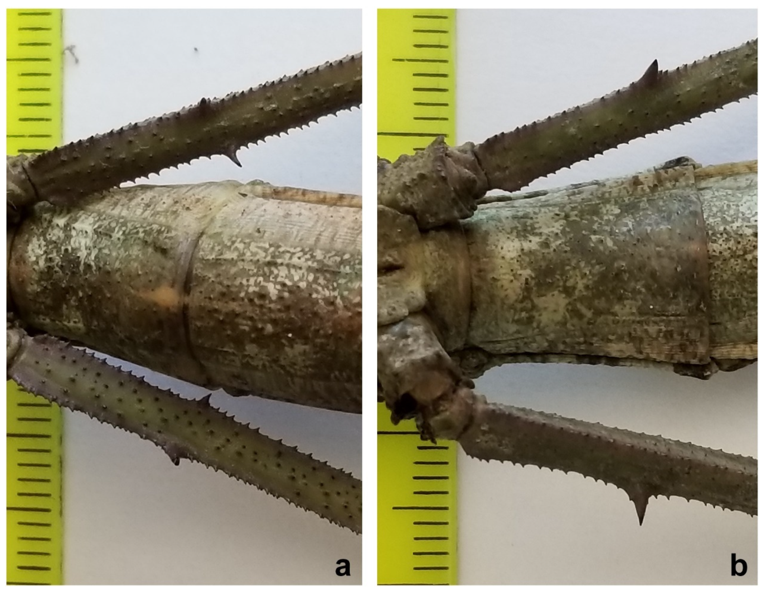 Animals 12 02871 g003 Animals 12 02871 g003