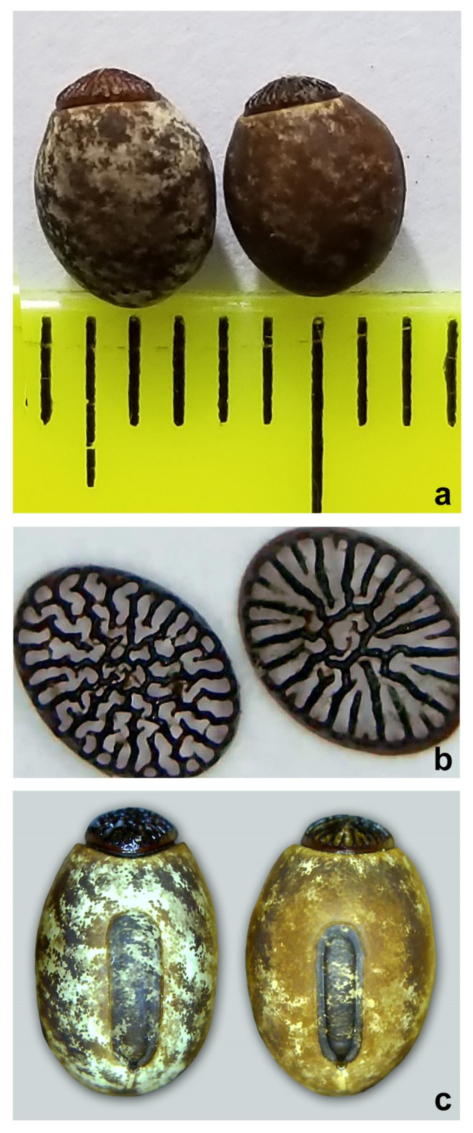 Animals 12 02871 g007 Animals 12 02871 g007