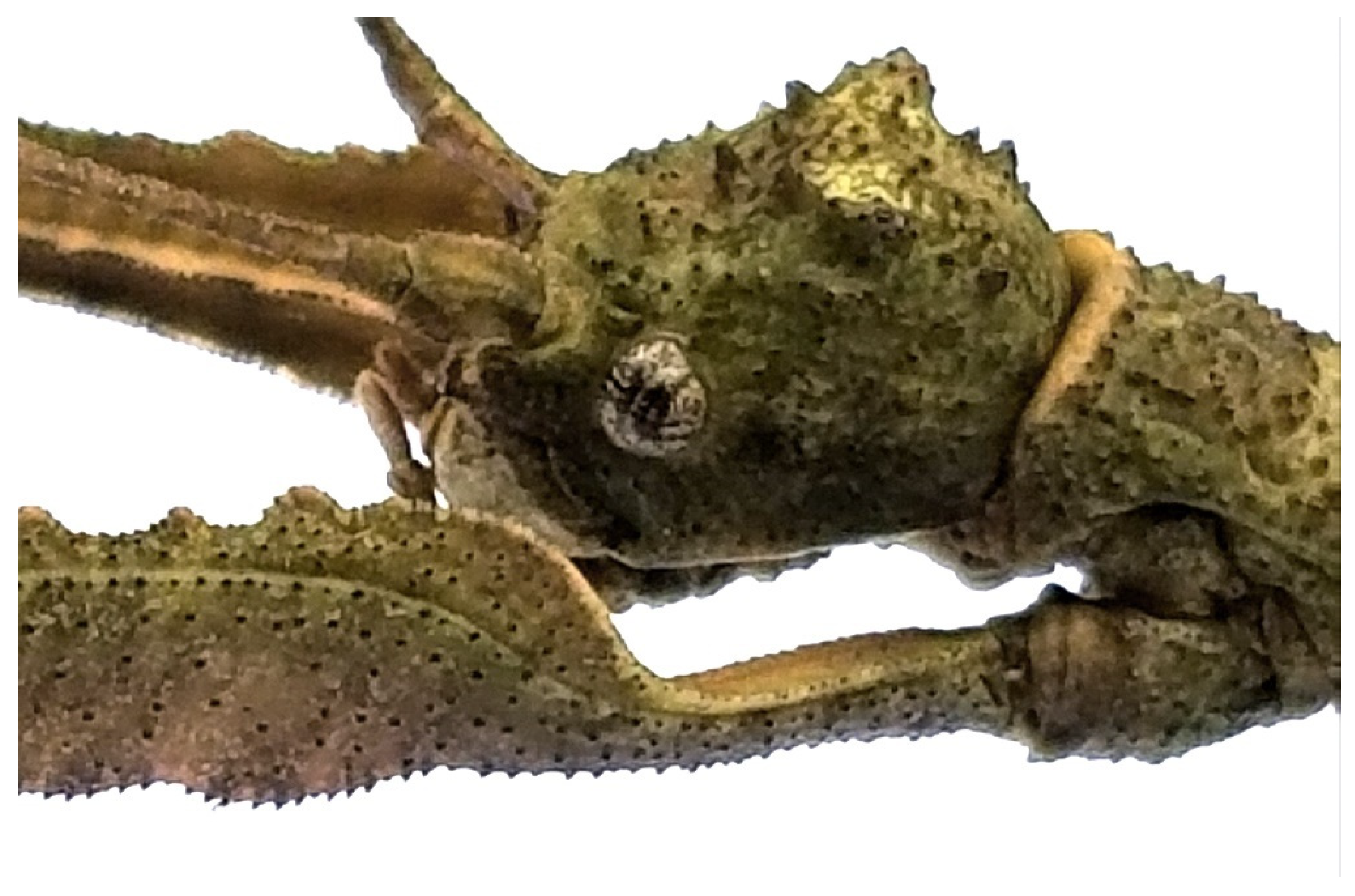 Animals 12 02871 g008 Animals 12 02871 g008