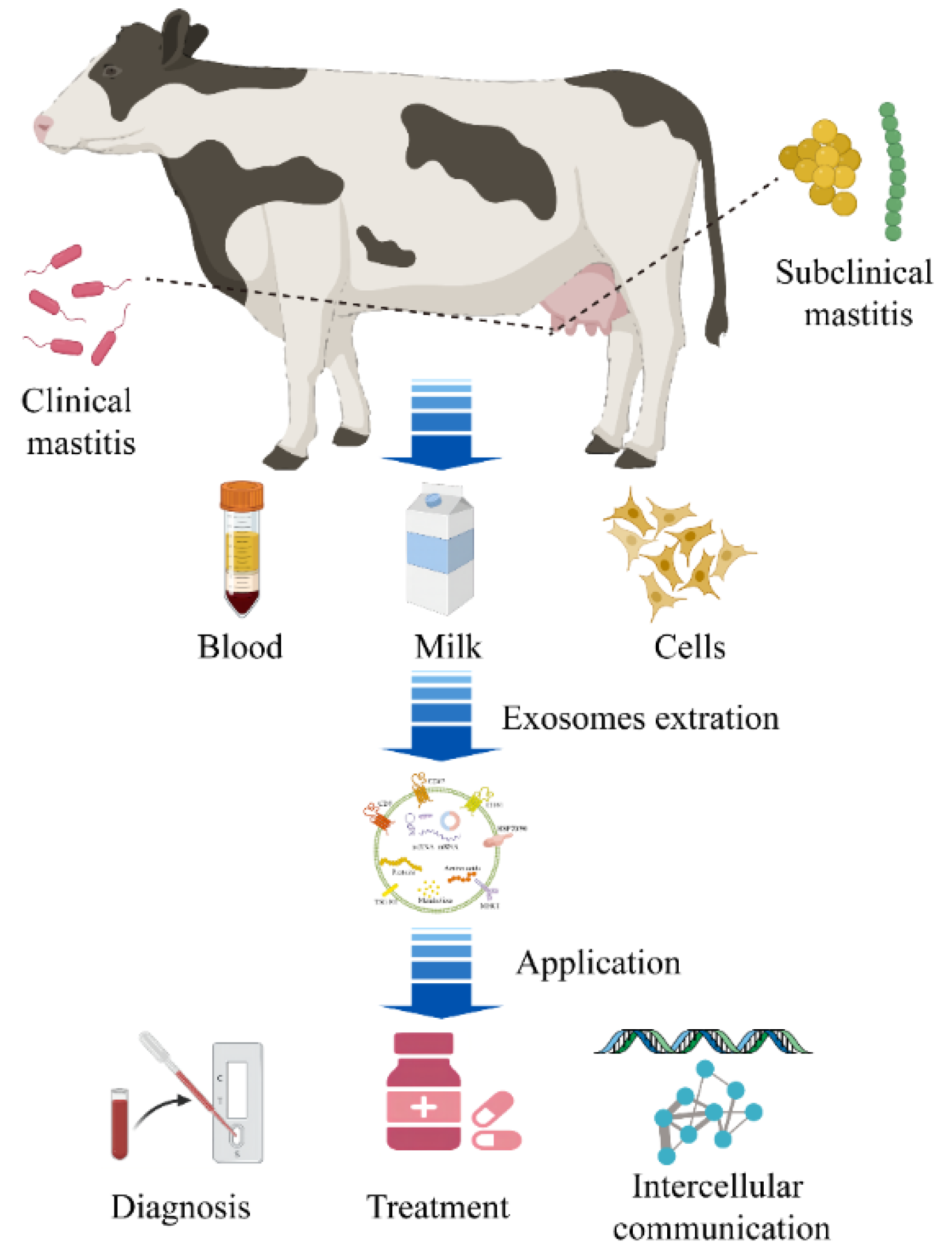 Animals | Free Full-Text | Exosomes in Mastitis&mdash;Research Status,  Opportunities, and Challenges