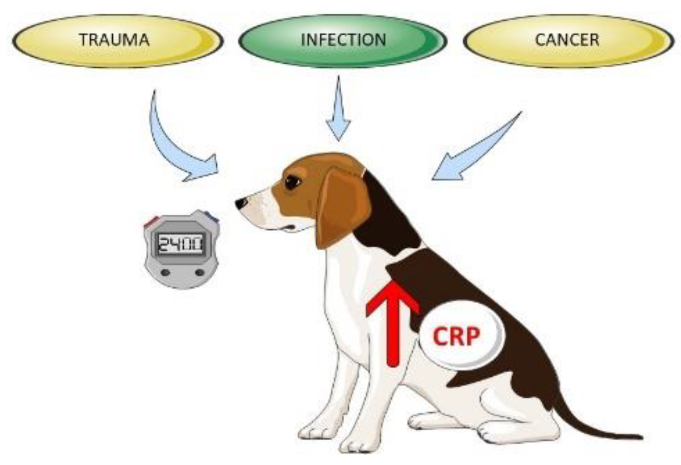 Animals | Free Full-Text | C-Reactive Protein as a Diagnostic Marker in Dogs: A Review Animals | Free Full-Text | C-Reactive Protein as a Diagnostic Marker in Dogs: A Review