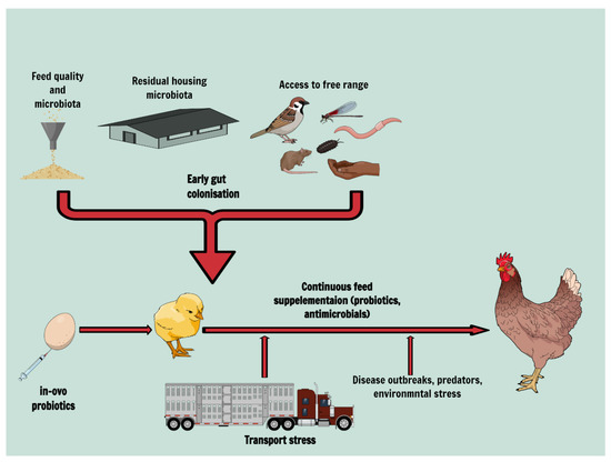 The Impact of Feed Quality on Poultry Health: Boost Production