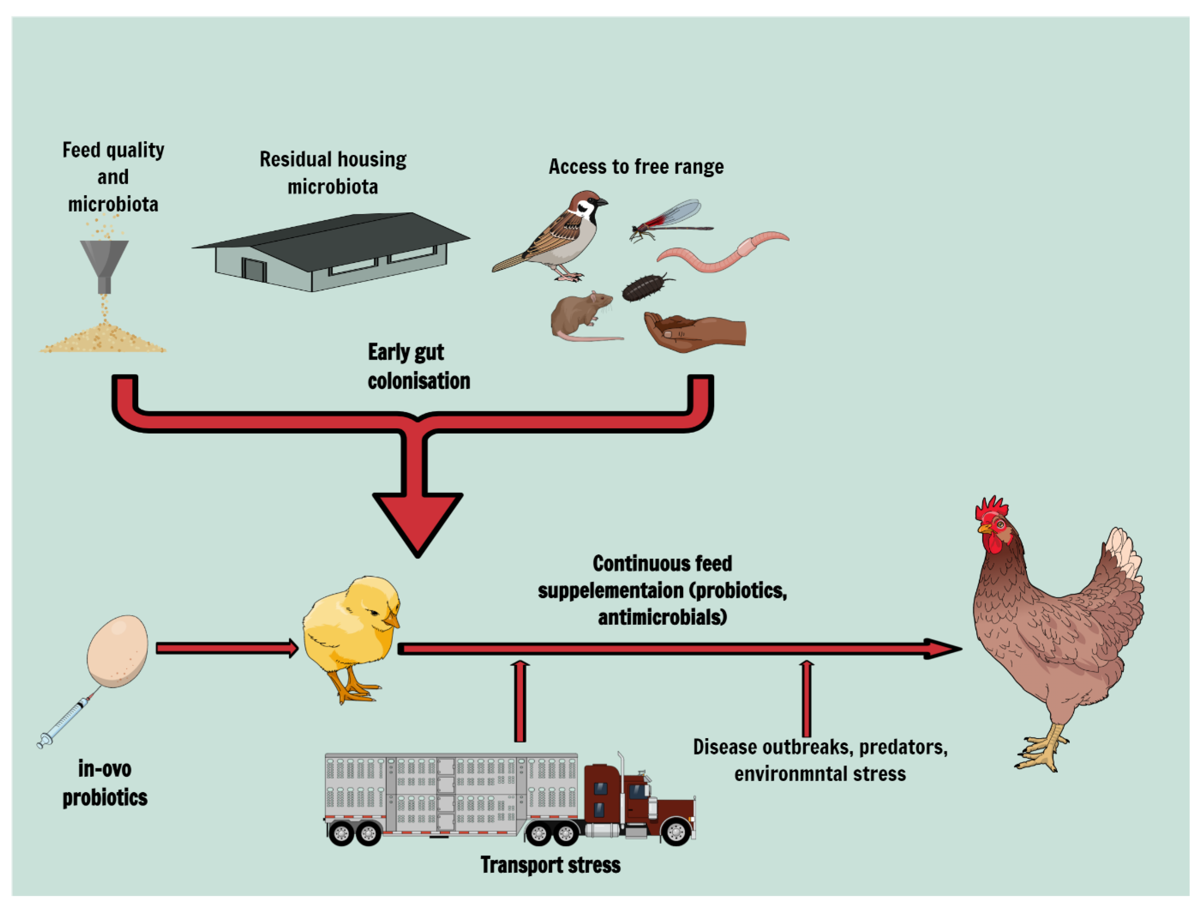 Feed safety and the development of poultry intestinal microbiota