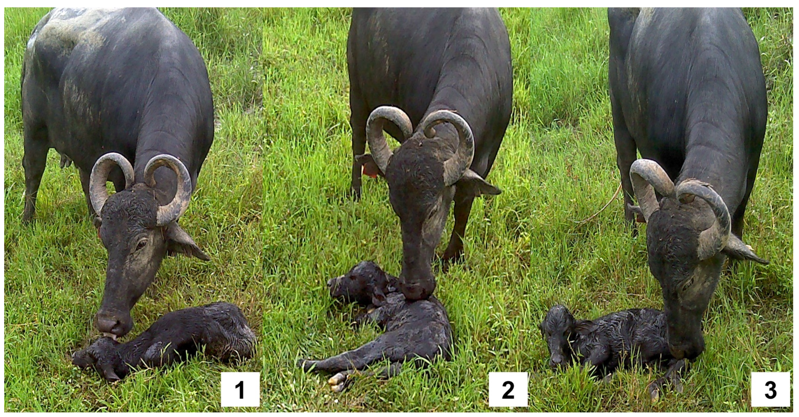 Animals | Free Full-Text | Dairy Buffalo Behavior: Calving, Imprinting and Allosuckling Animals | Free Full-Text | Dairy Buffalo Behavior: Calving, Imprinting and Allosuckling