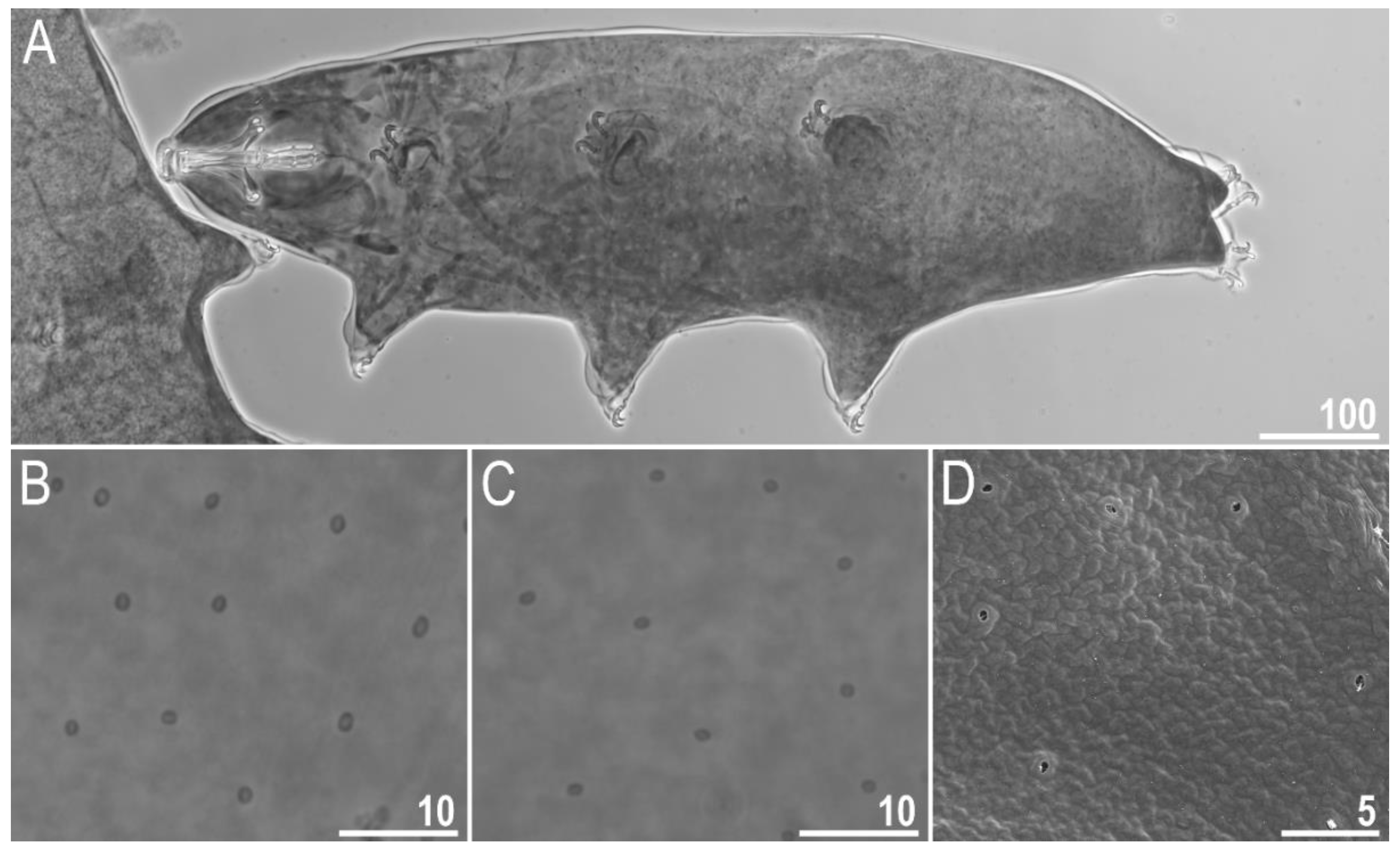 Animals | Free Full-Text | Macrobiotus rebecchii sp. nov.: A New Limno-Terrestrial and Hermaphroditic Tardigrade from Kyrgyzstan Animals | Free Full-Text | Macrobiotus rebecchii sp. nov.: A New Limno-Terrestrial and Hermaphroditic Tardigrade from Kyrgyzstan
