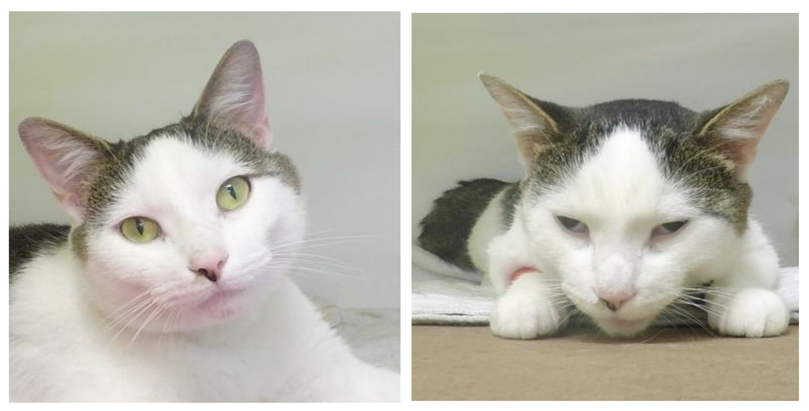 Animals Free FullText The Effects of Sedation with DexmedetomidineButorphanol and