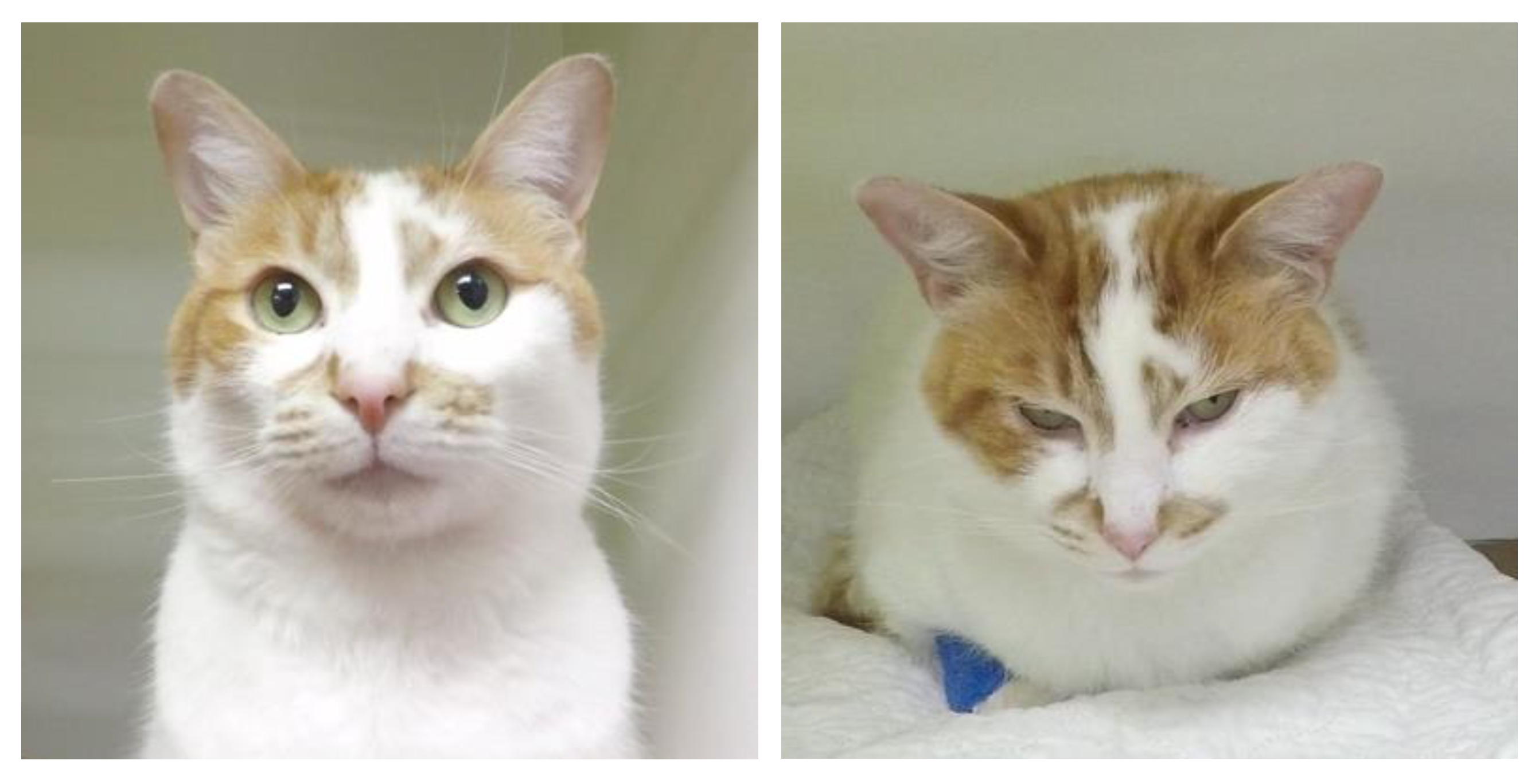 Animals Free FullText The Effects of Sedation with DexmedetomidineButorphanol and