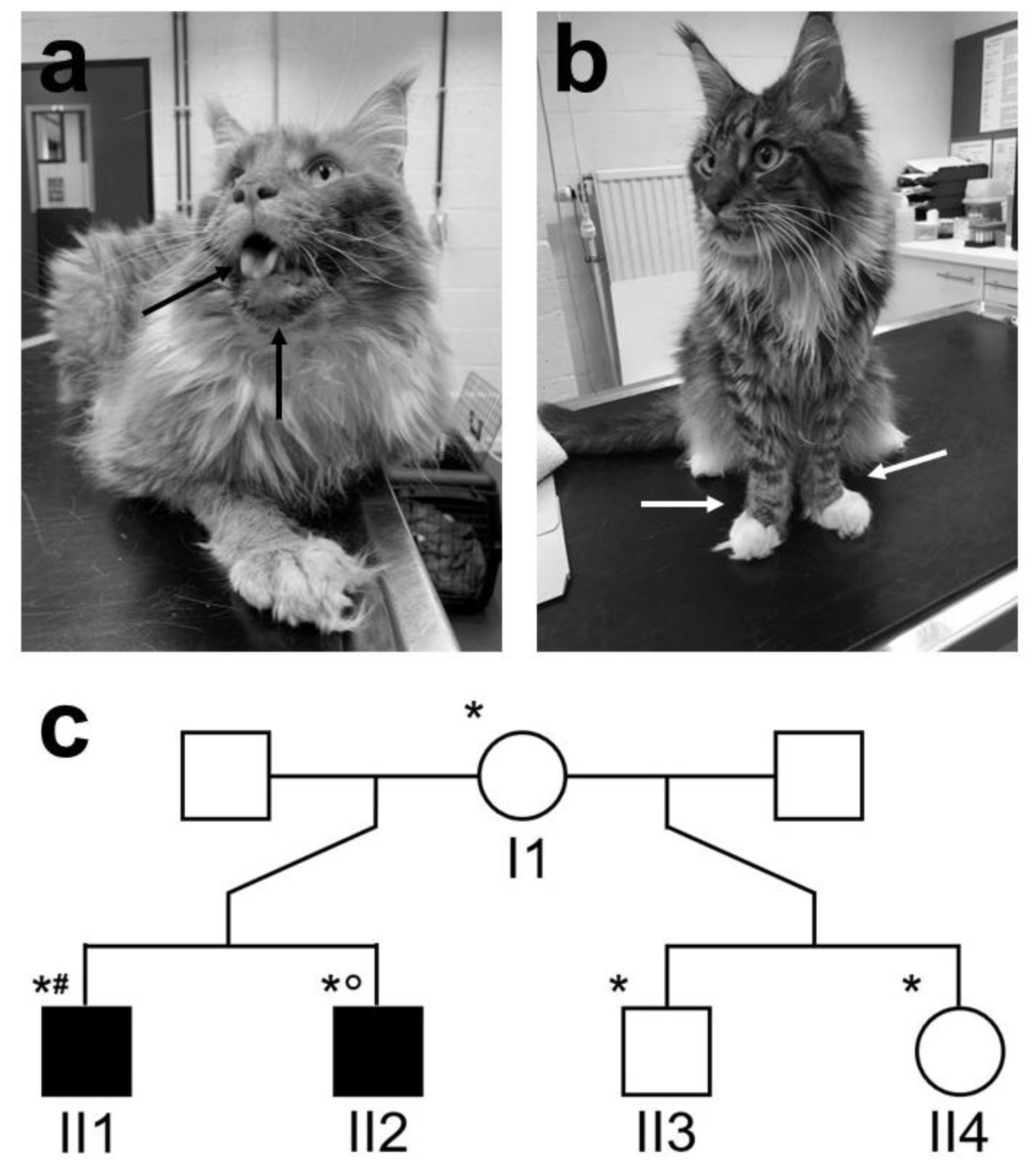 Animals 12 02928 g001 Animals 12 02928 g001