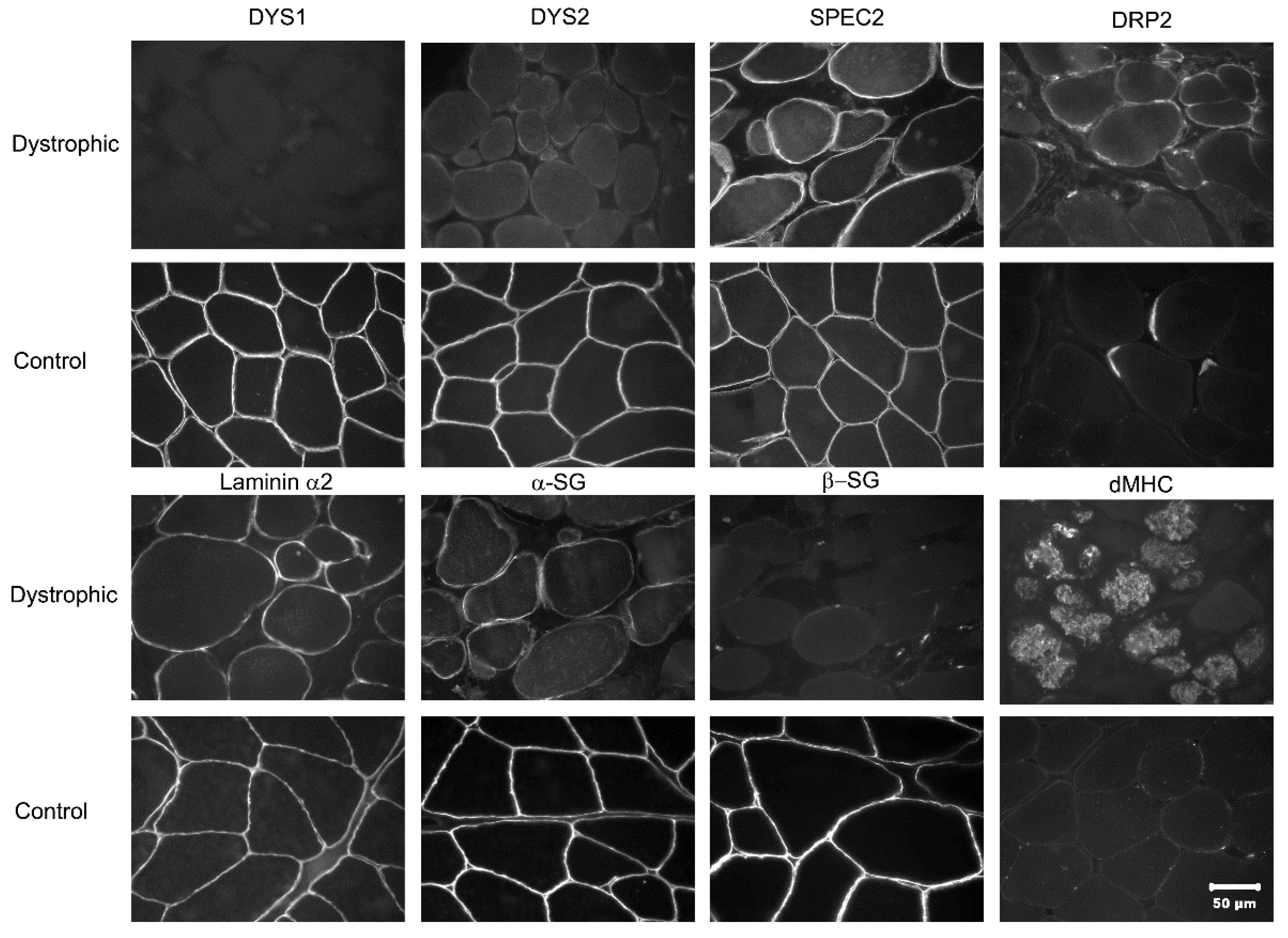 Animals 12 02928 g002 Animals 12 02928 g002