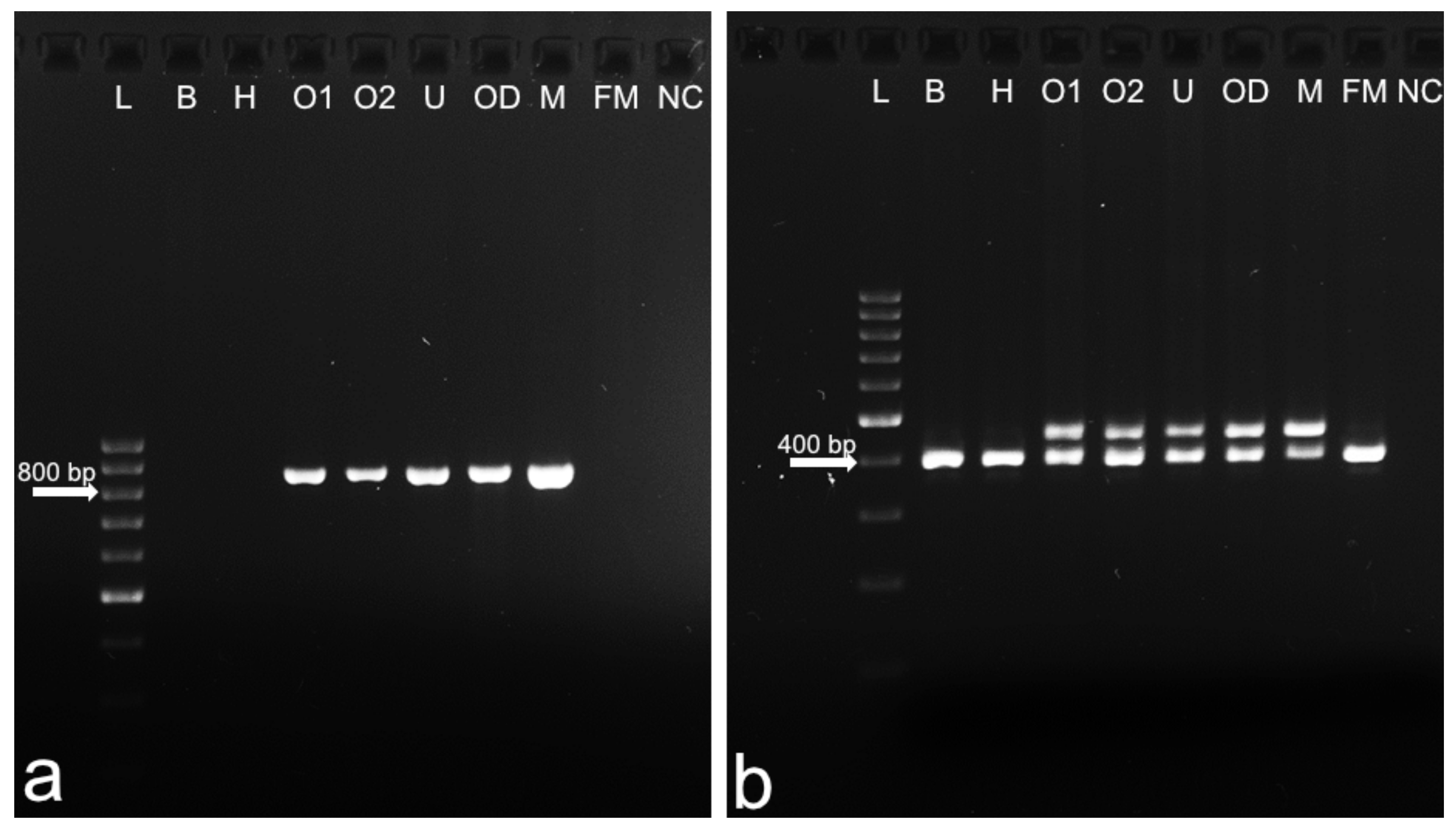 Animals 12 02932 g004 Animals 12 02932 g004