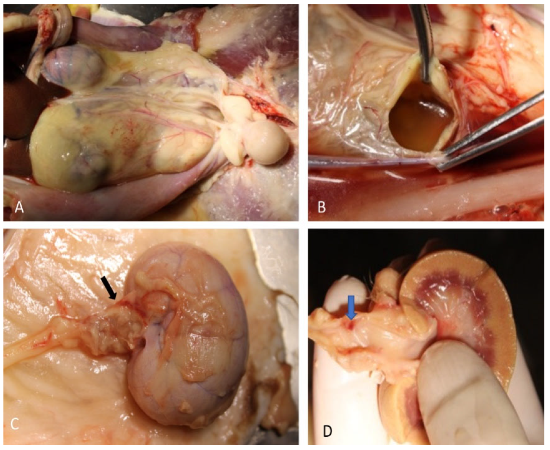 Animals 12 02934 g006