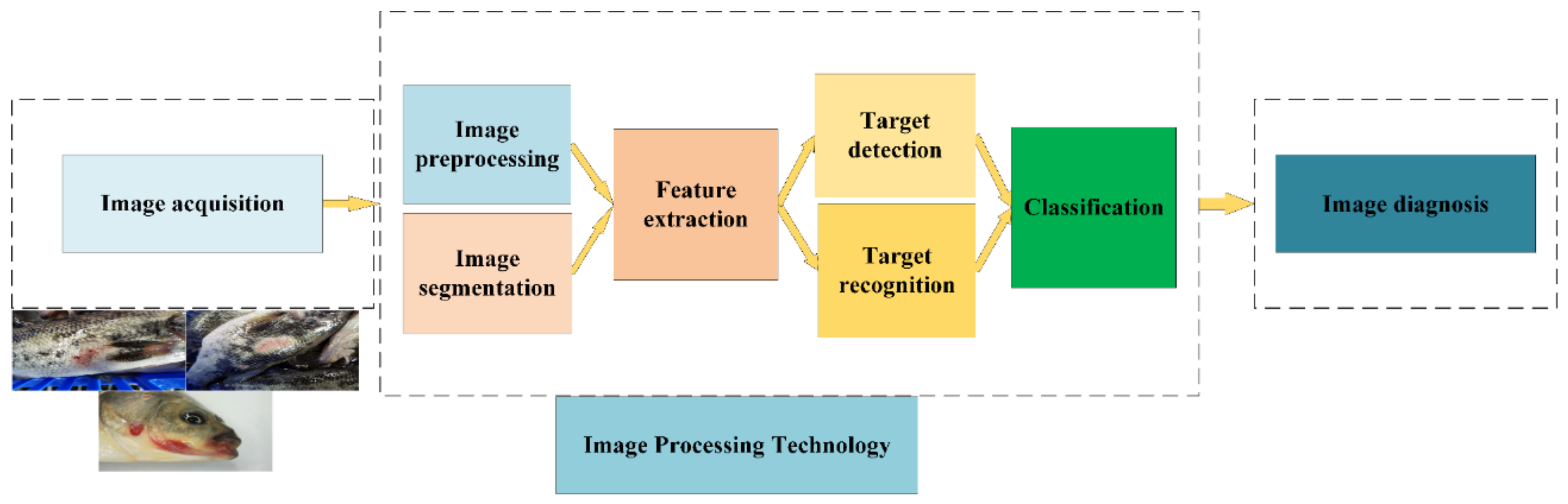 Animals | Free Full-Text | Advanced Techniques for the Intelligent Diagnosis of Fish Diseases: A Review Animals | Free Full-Text | Advanced Techniques for the Intelligent Diagnosis of Fish Diseases: A Review