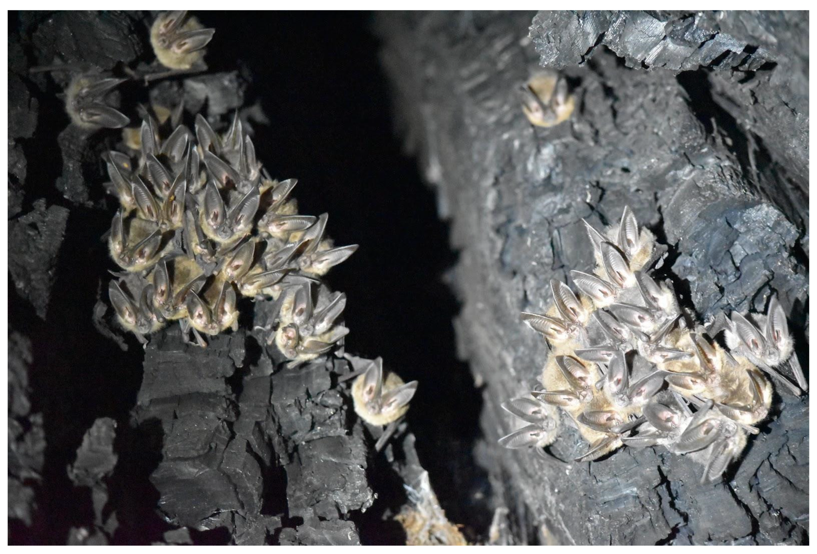 Animals 12 02950 g003 Animals 12 02950 g003