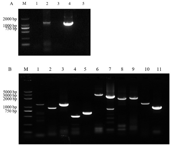 Genome Analysis of the G6P6 Genotype of Porcine Group C