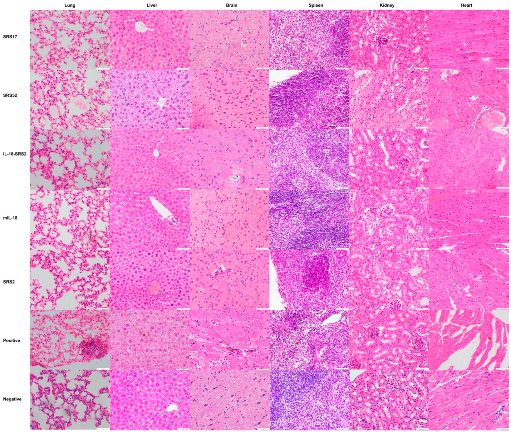 Animals 12 02952 g004 Animals 12 02952 g004