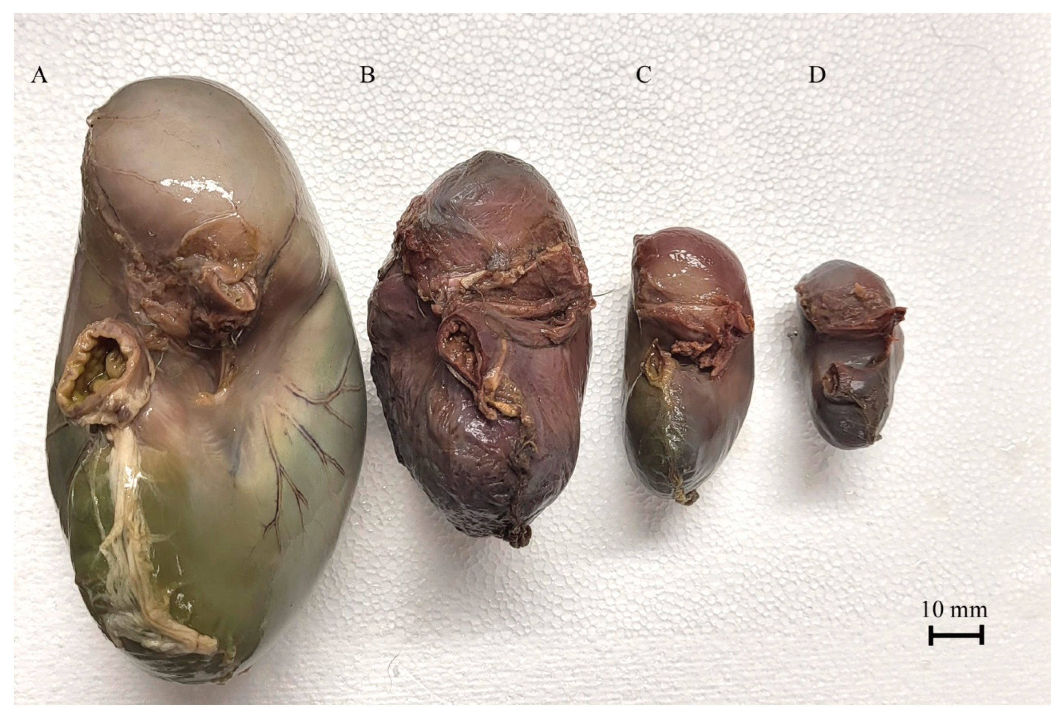 Animals 12 02966 g005 Animals 12 02966 g005